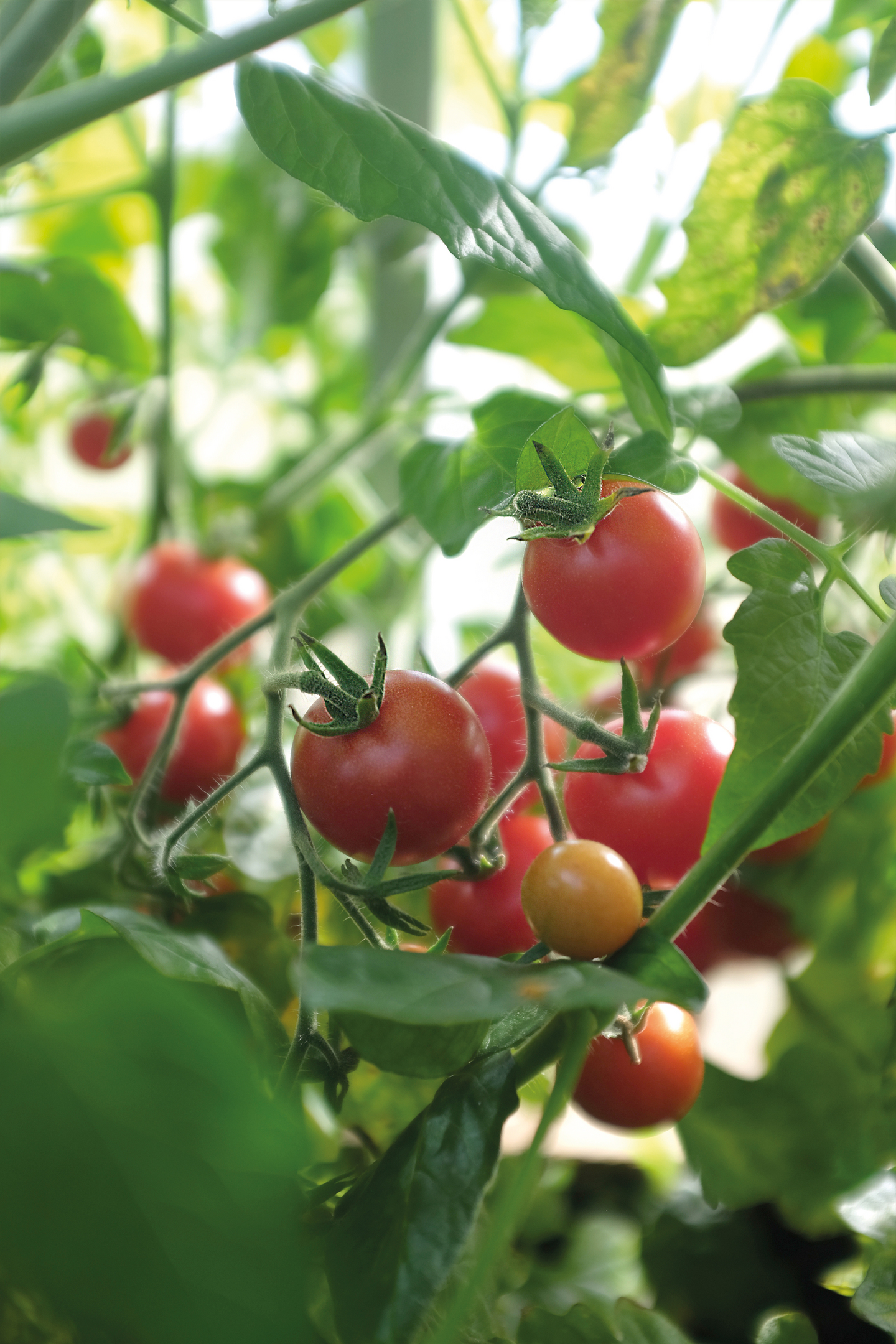 Ruukkutomaatti siemen Nelson Garden Baby boomer