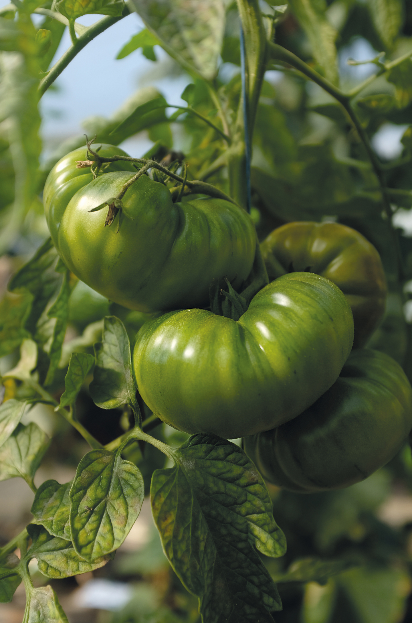 Tomaatti siemen Nelson Garden Delicious