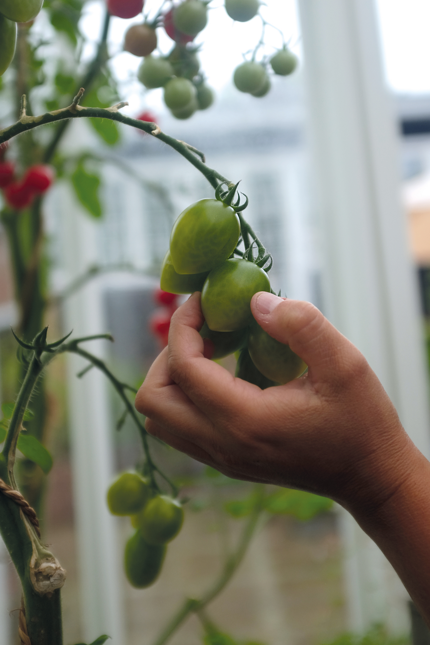 Tomaatti siemen Nelson Garden Green envy