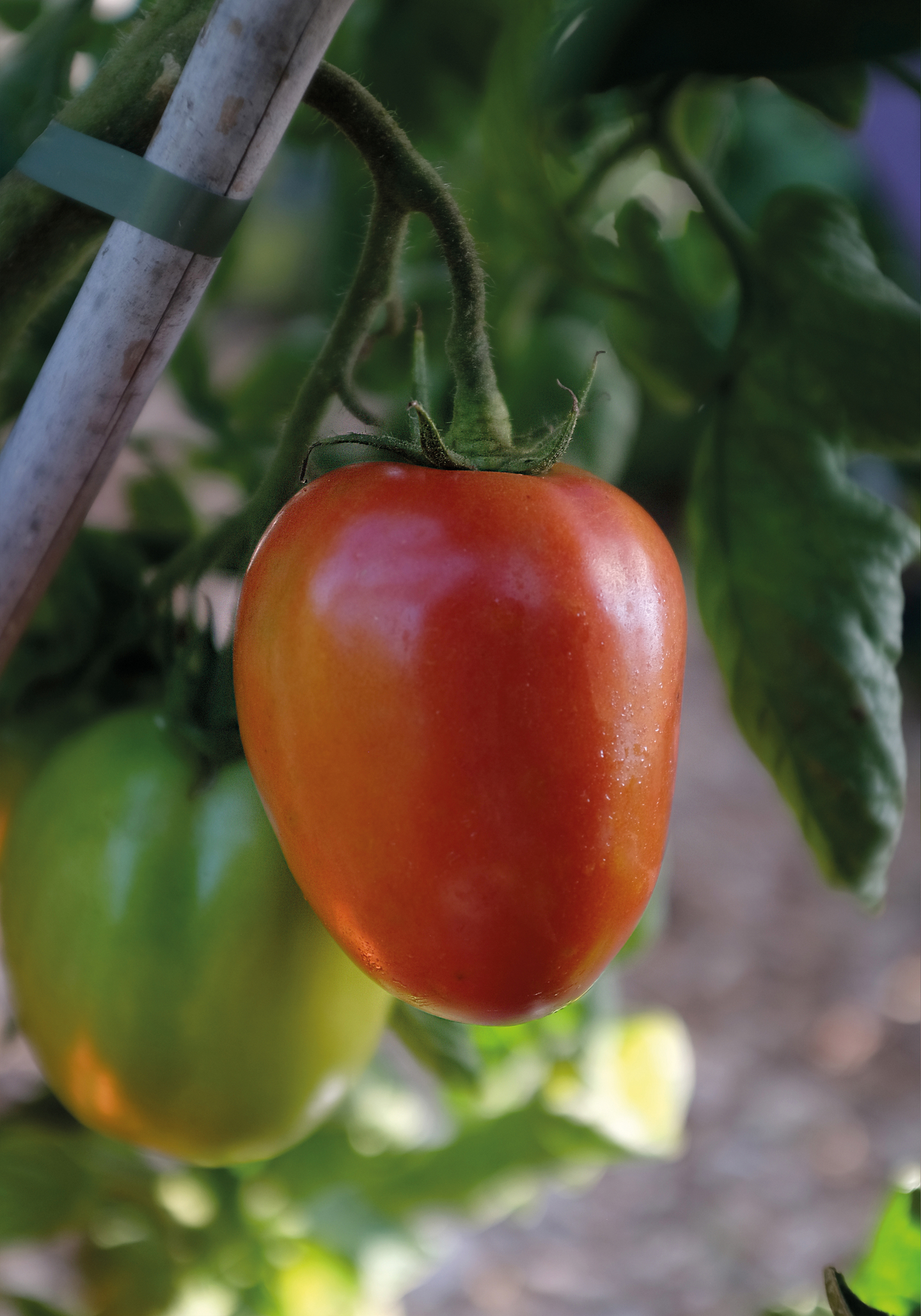 Tomaatti siemen Nelson Garden Big mama F1