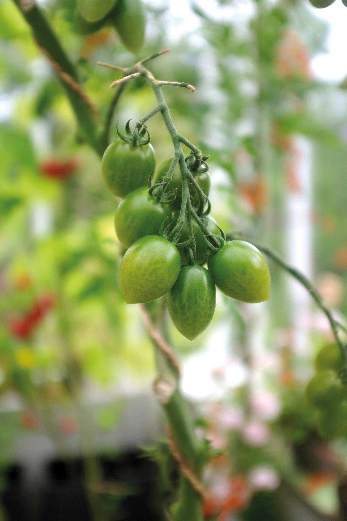 Tomaatti siemen Nelson Garden Green envy