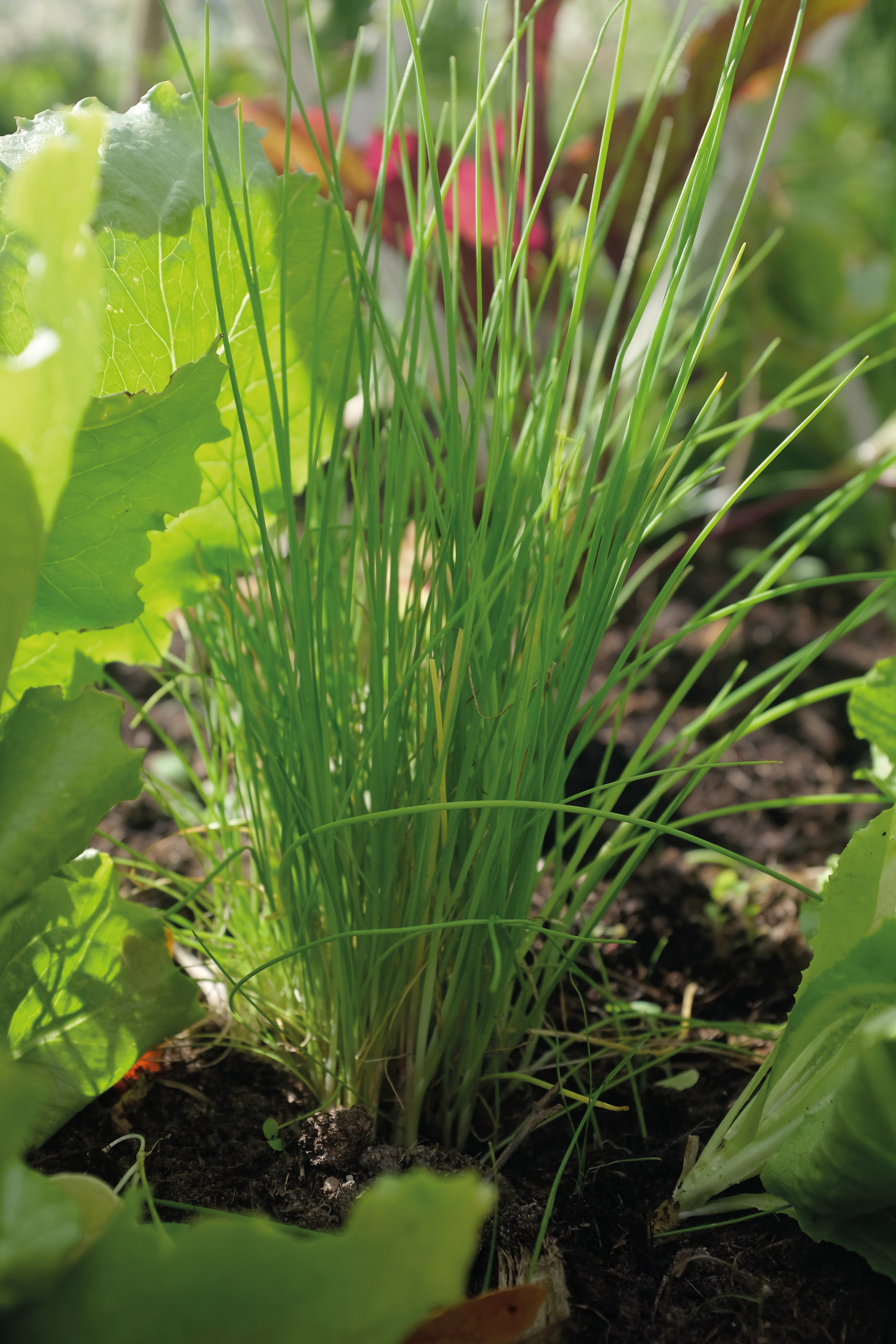 Ruohosipuli siemen Nelson Garden Dolores