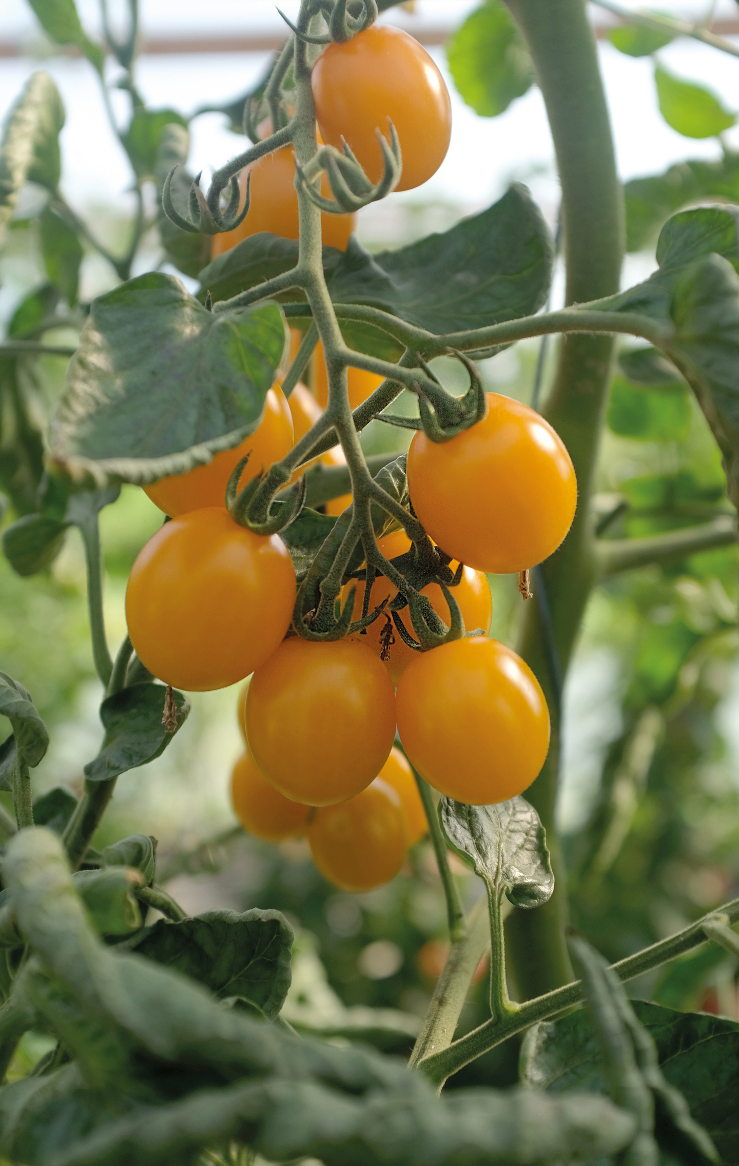 Tomaatti siemen Nelson Garden Golden pearl F1