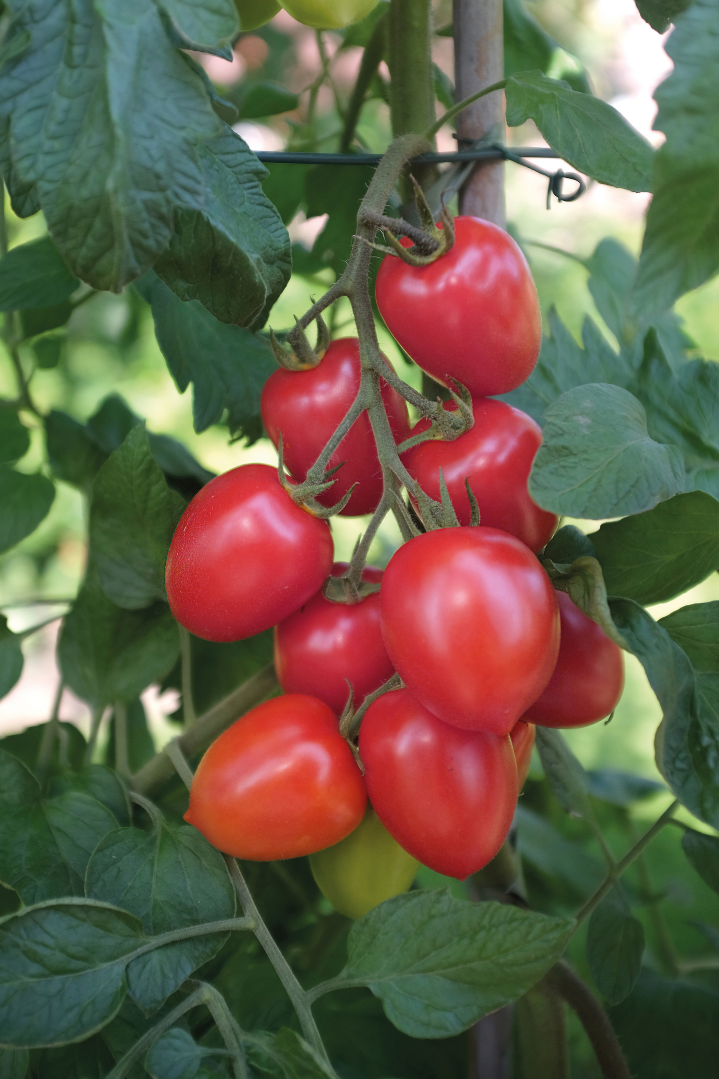 Tomaatti siemen Nelson Garden Nagina F1