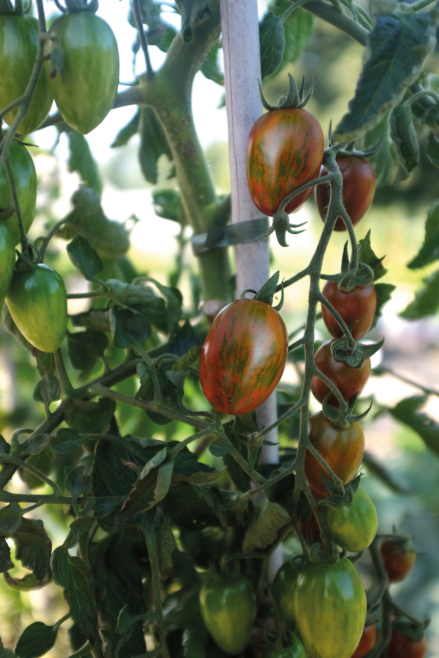 Tomaatti siemen Nelson Garden Shimmer F1