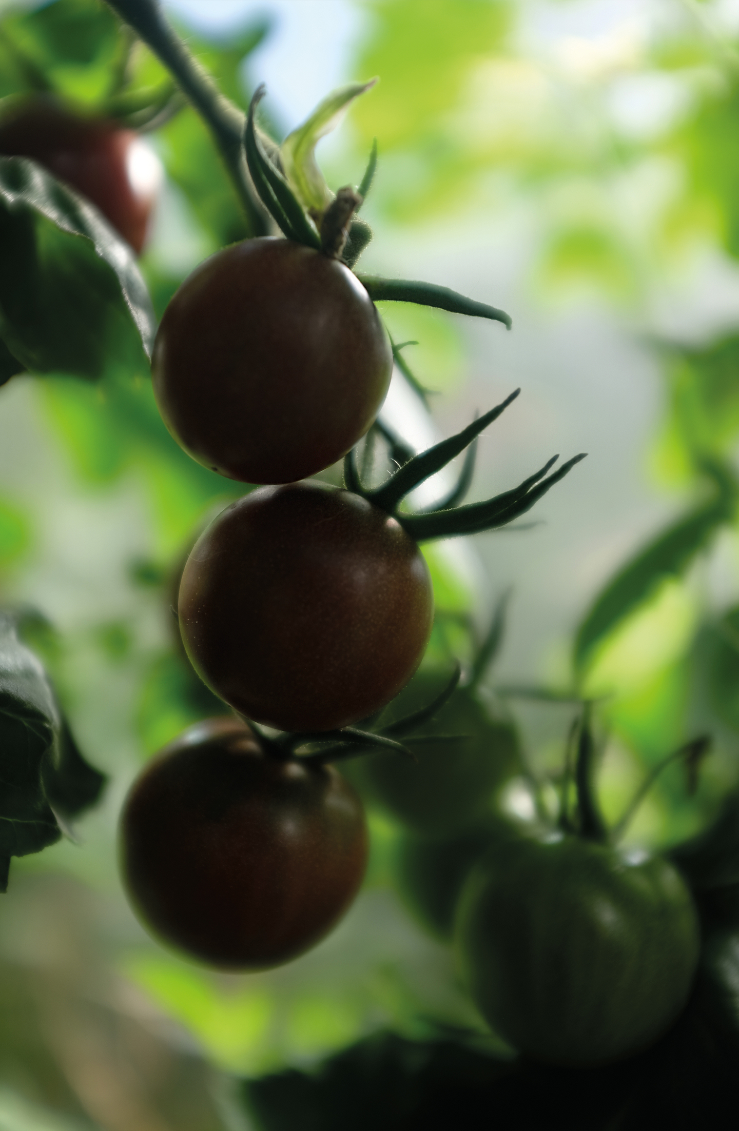 Tomaatti siemen Nelson Garden Black cherry luomu