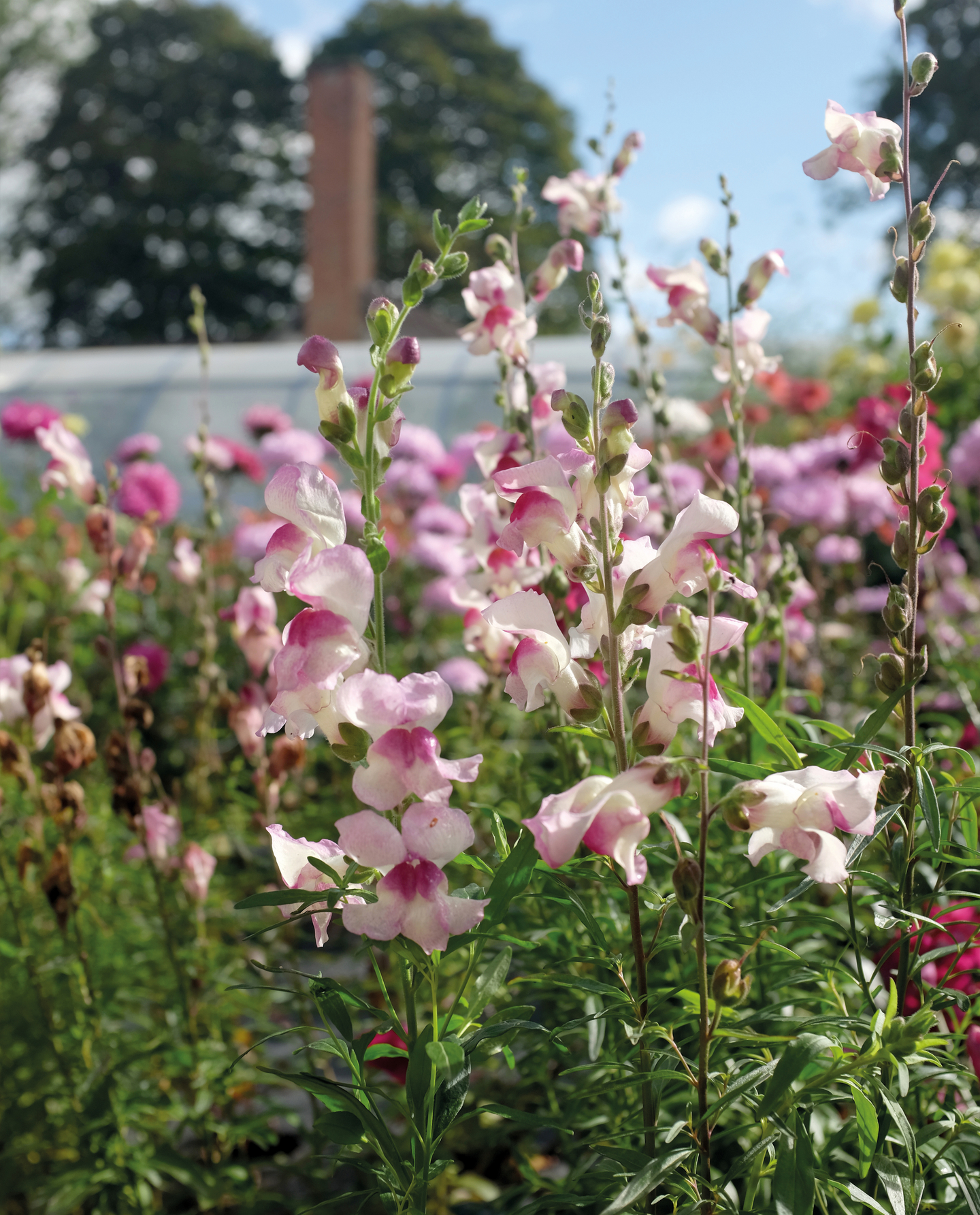 Leijonankita siemen Nelson Garden Lucky lips