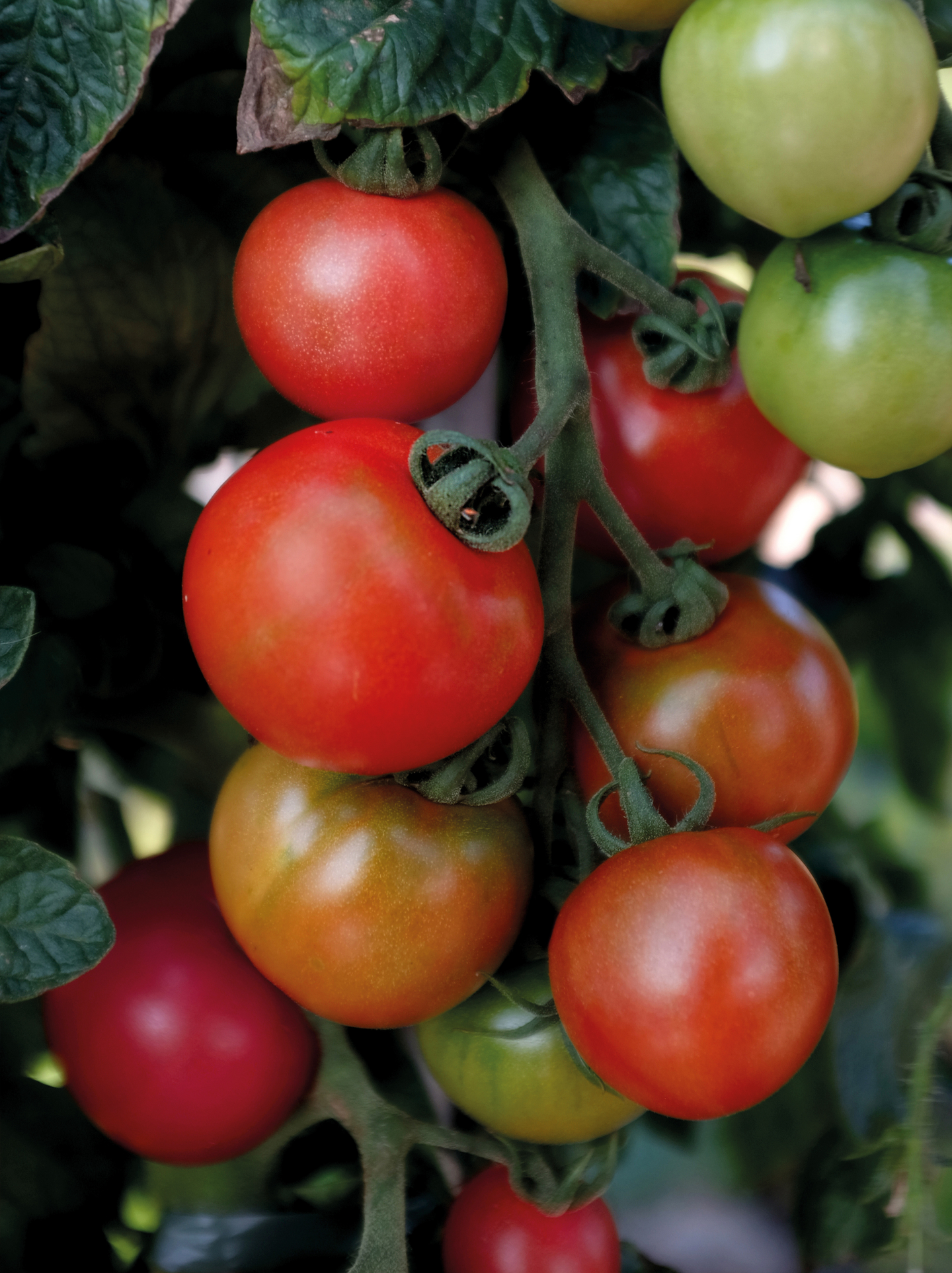 Tomaatti siemen Nelson Garden Moneymaker