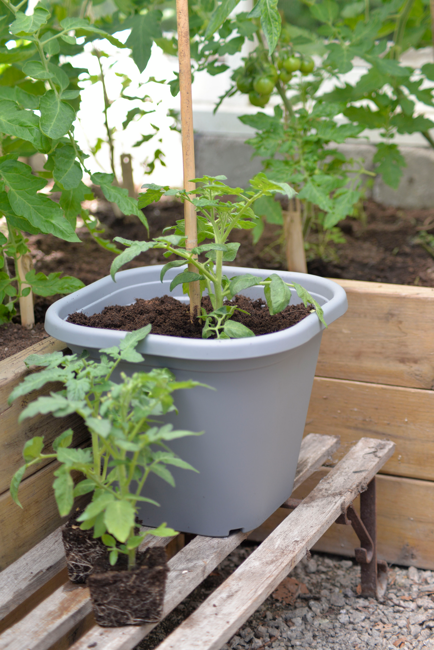 Tomaattiruukku vesisäiliöllä 8l