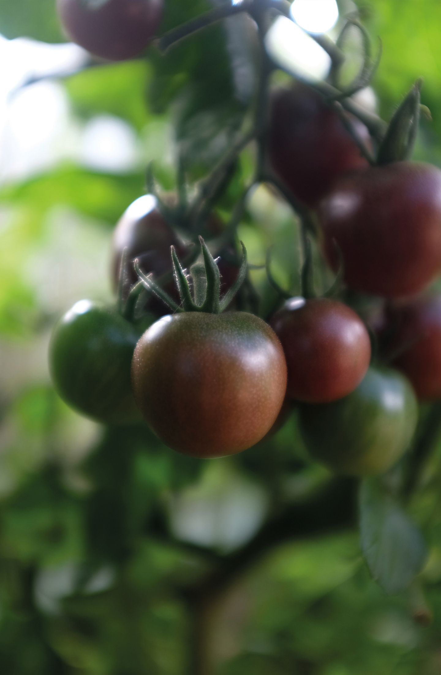 Tomaatti siemen Nelson Garden Black cherry luomu