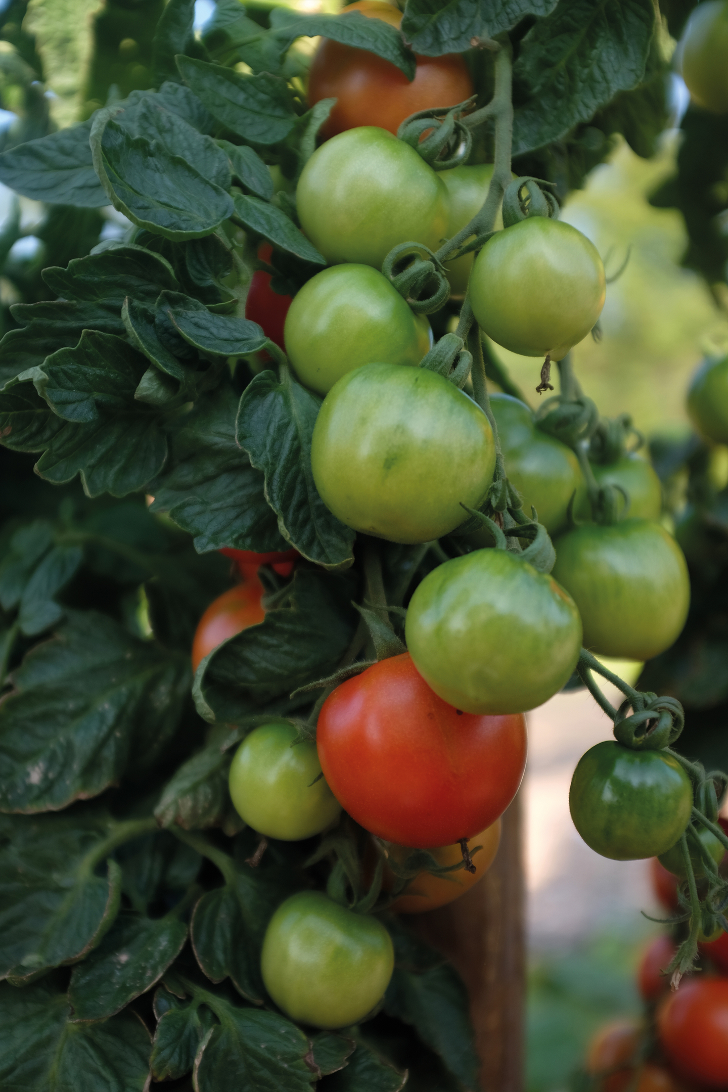 Tomaatti siemen Nelson Garden Cocktail crush F1