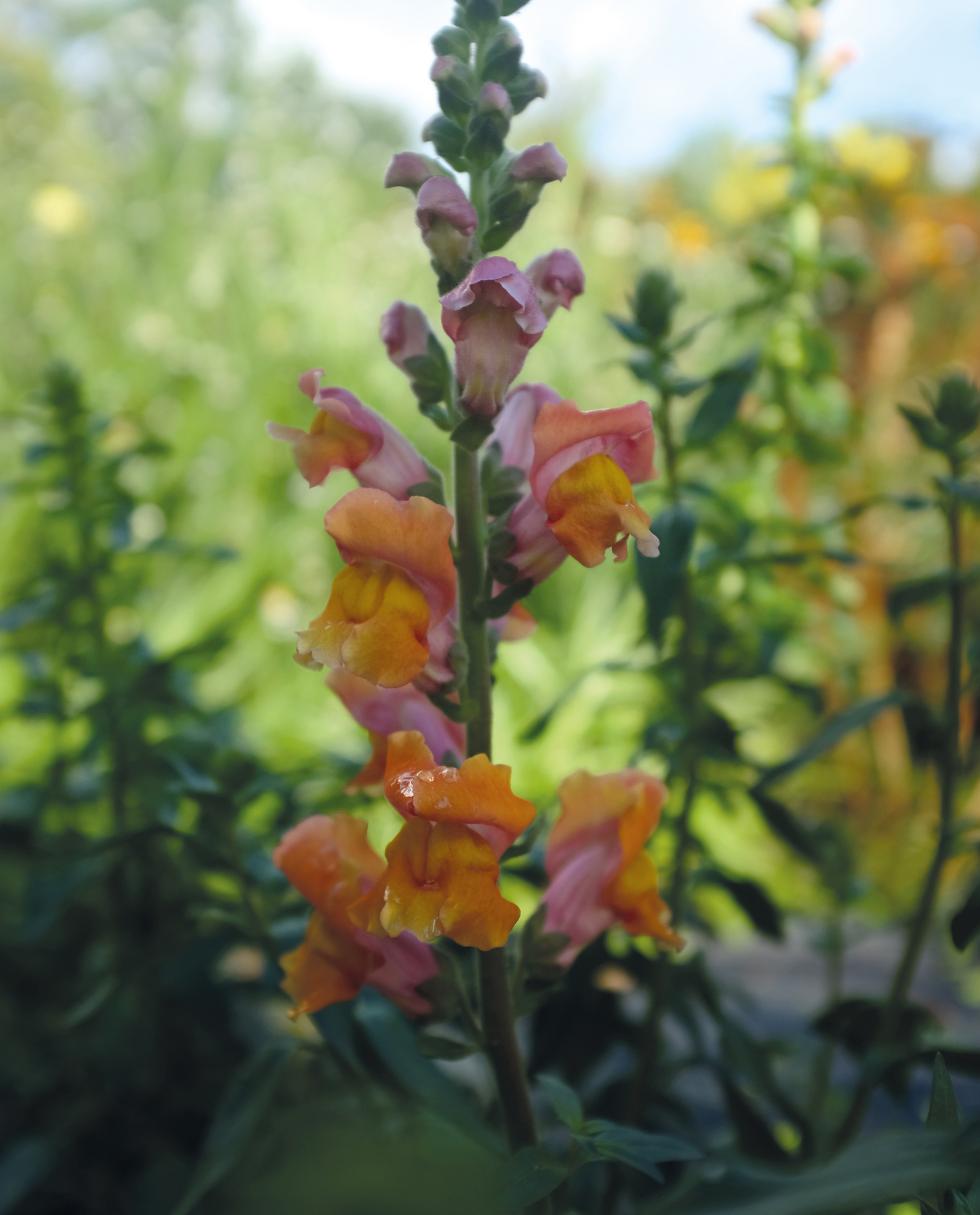 Leijonankita siemen Nelson Garden Opus early bronze F1