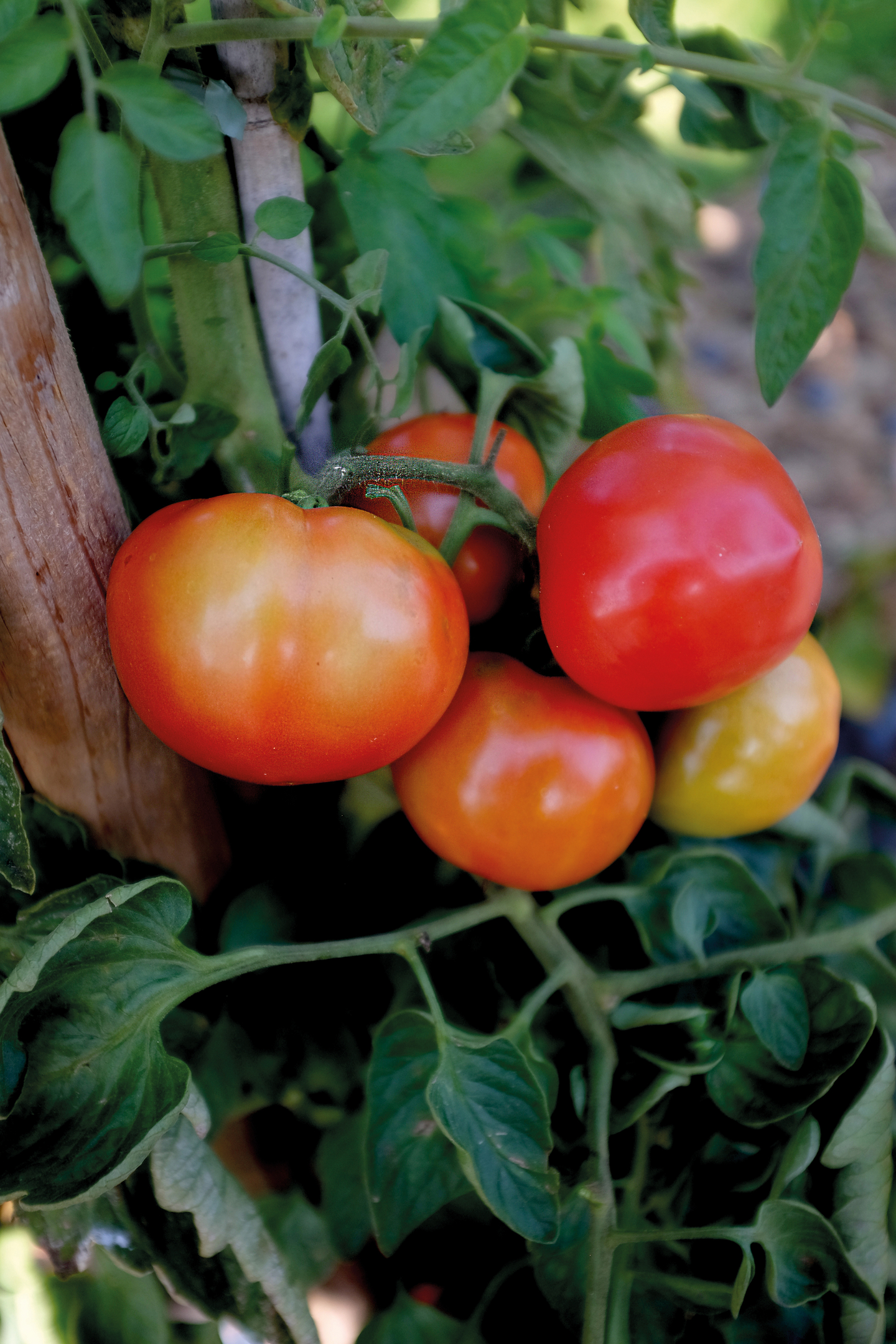 Tomaatti siemen Nelson Garden Oh happy day F1