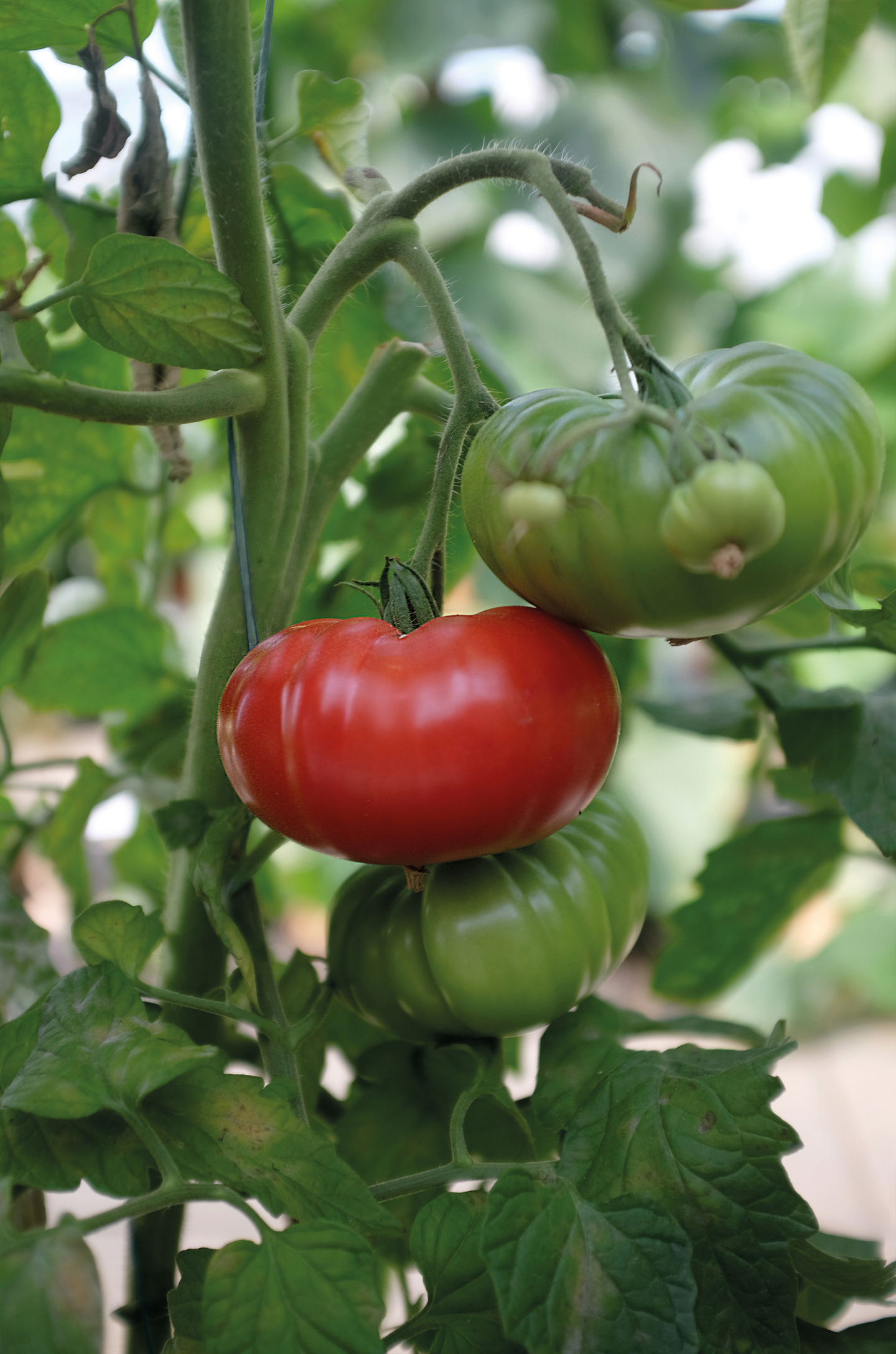 Tomaatti siemen Nelson Garden Delicious