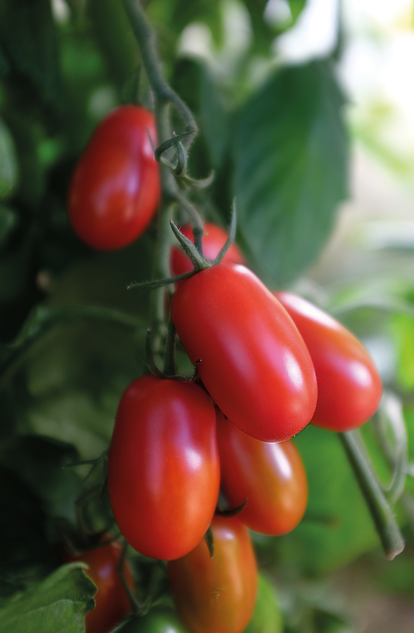 Tomaatti siemen Nelson Garden Ravello F1