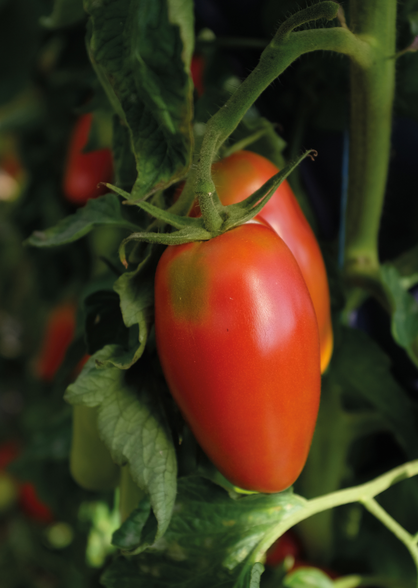 Tomaatti siemen Nelson Garden Agro F1