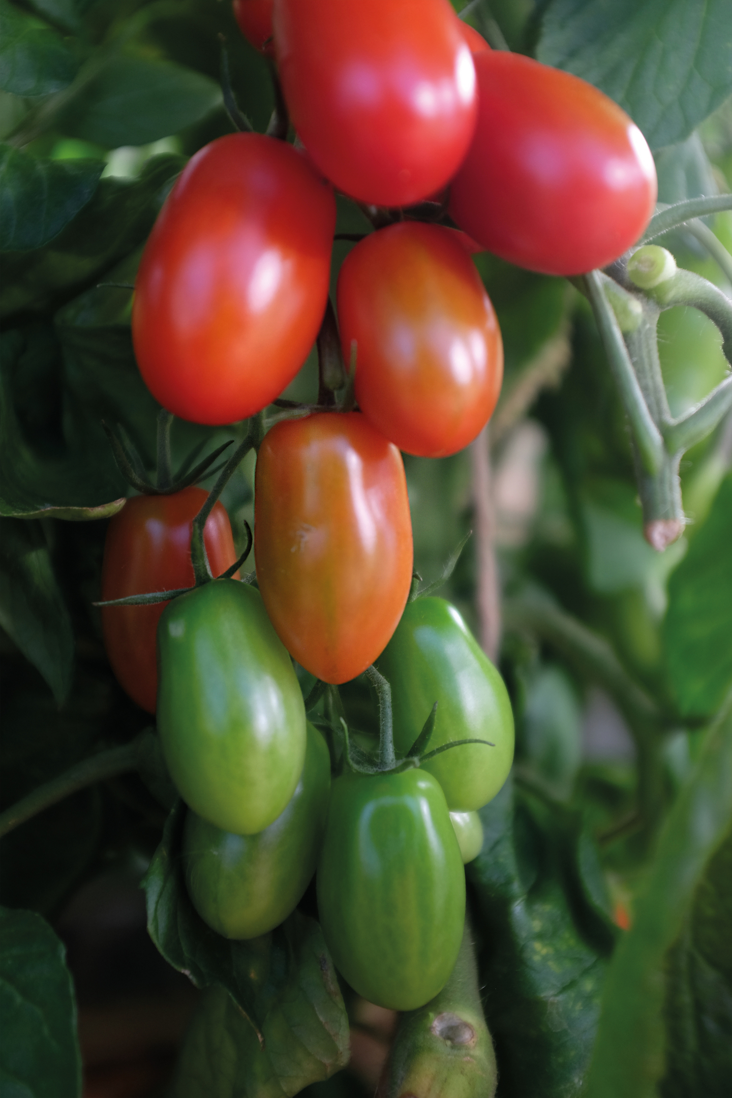 Tomaatti siemen Nelson Garden Ravello F1