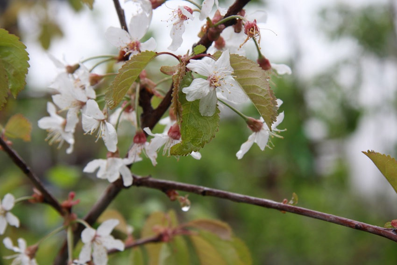 Makeakirsikka Prunus avium Meelika 7,5l astia