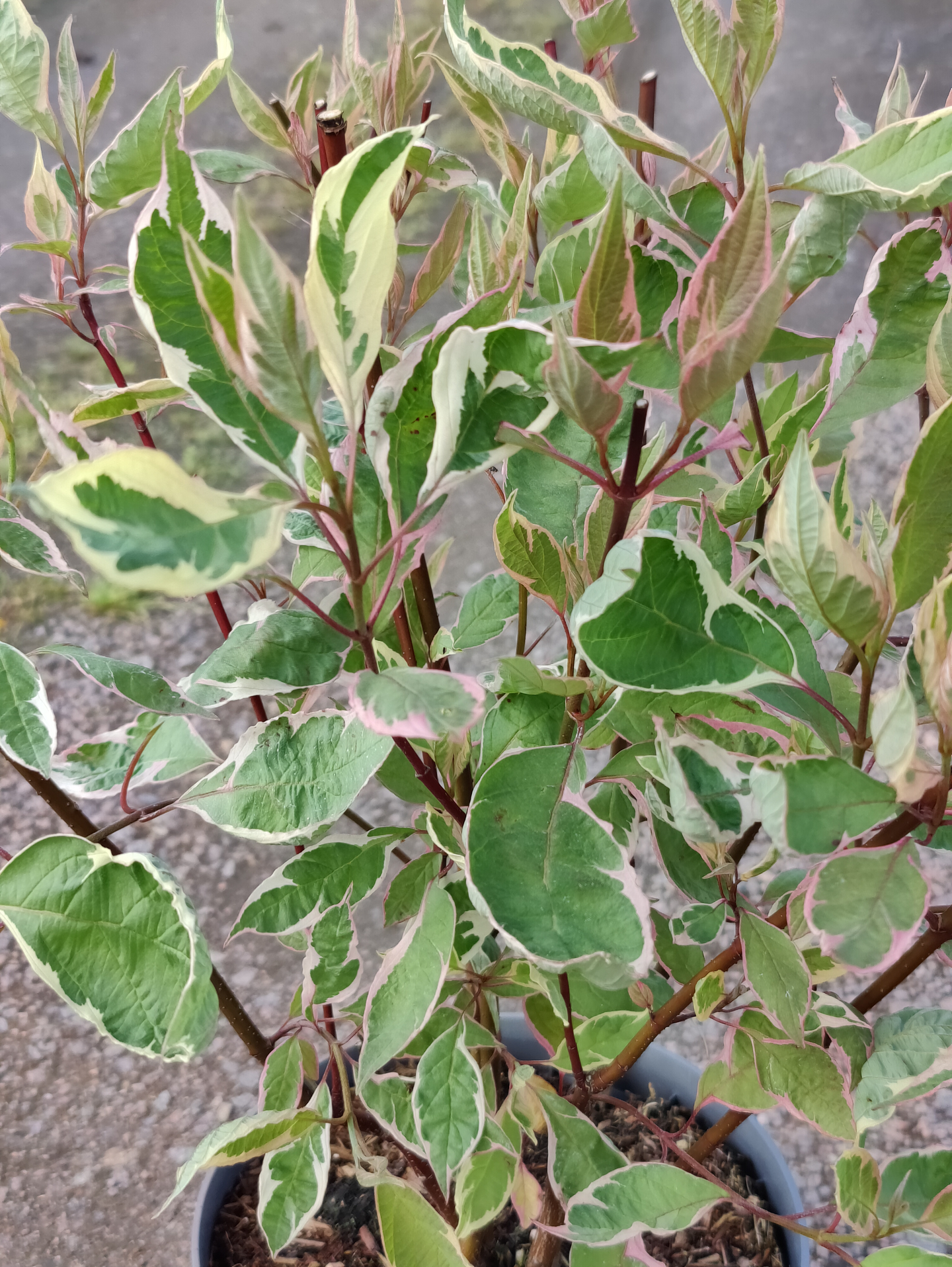 Pensaskanukka Cornus alba Miracle 3l astia