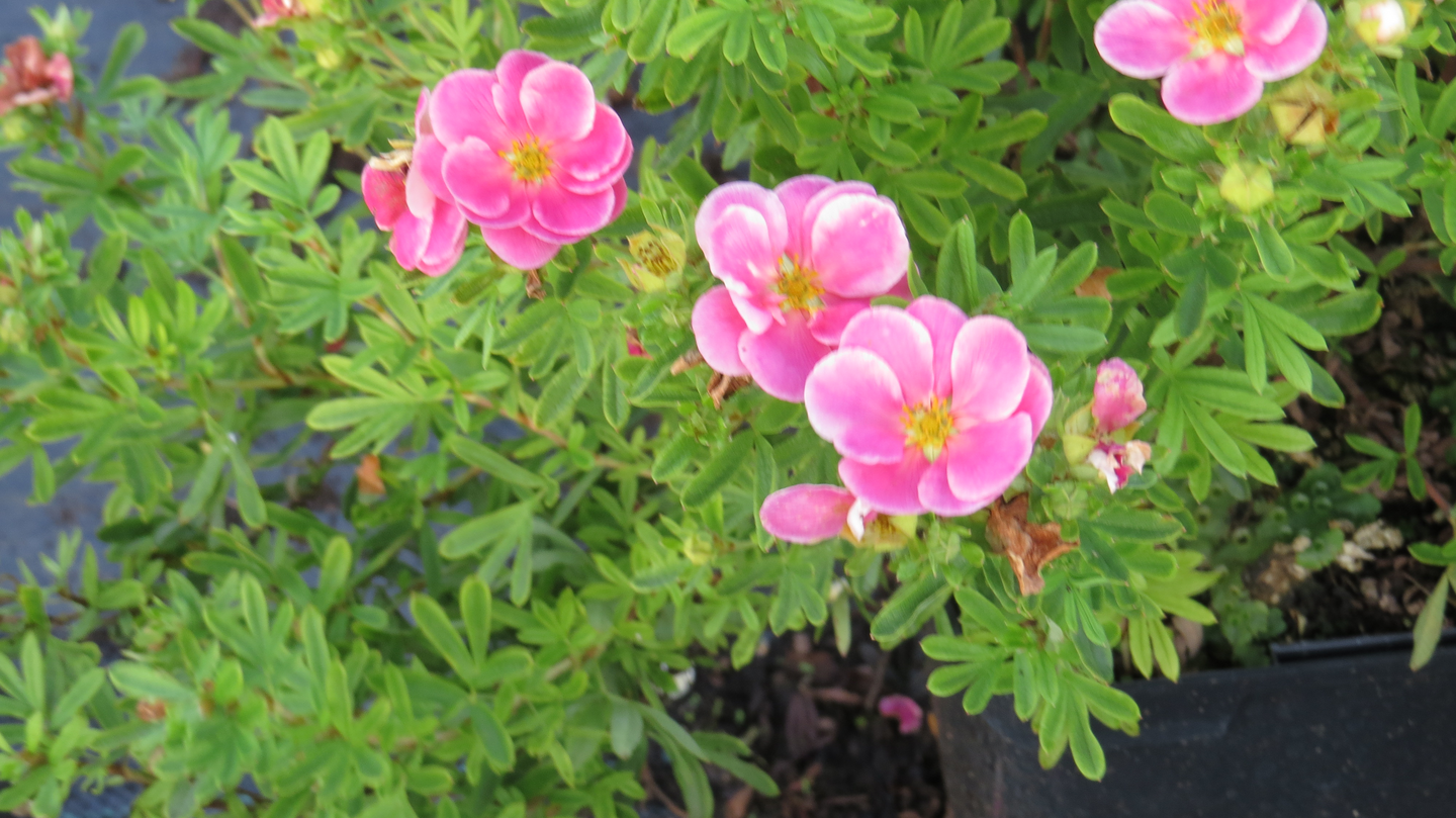 Pensashanhikki Dasiphora fruticosa Pink paradise 3l astia