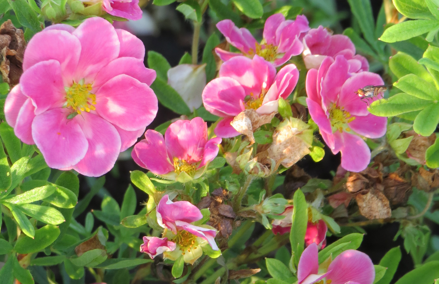 Pensashanhikki Dasiphora fruticosa Pink paradise 3l astia