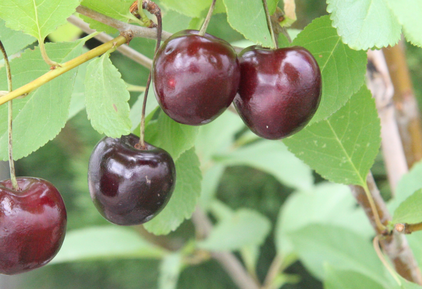 Makeakirsikka Prunus avium Leningradin musta 7,5l astia