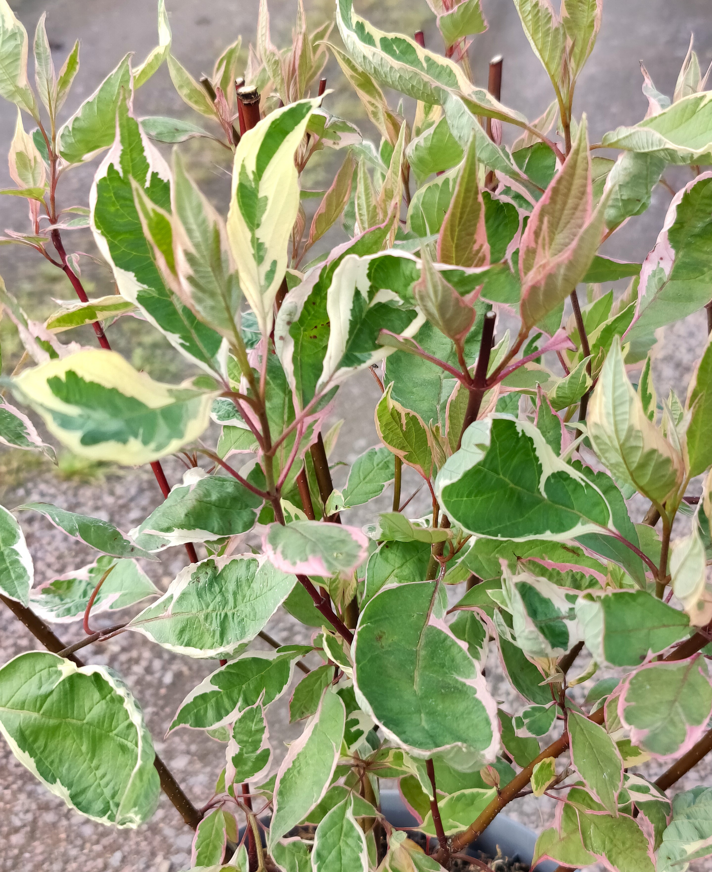 Pensaskanukka Cornus alba Miracle 3l astia