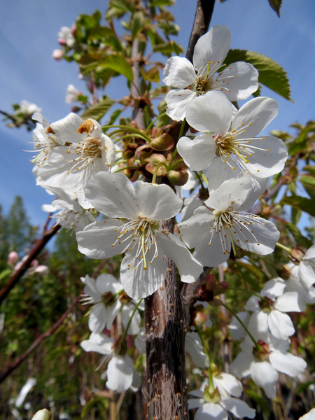 Makeakirsikka Prunus avium Leningradin musta 7,5l astia