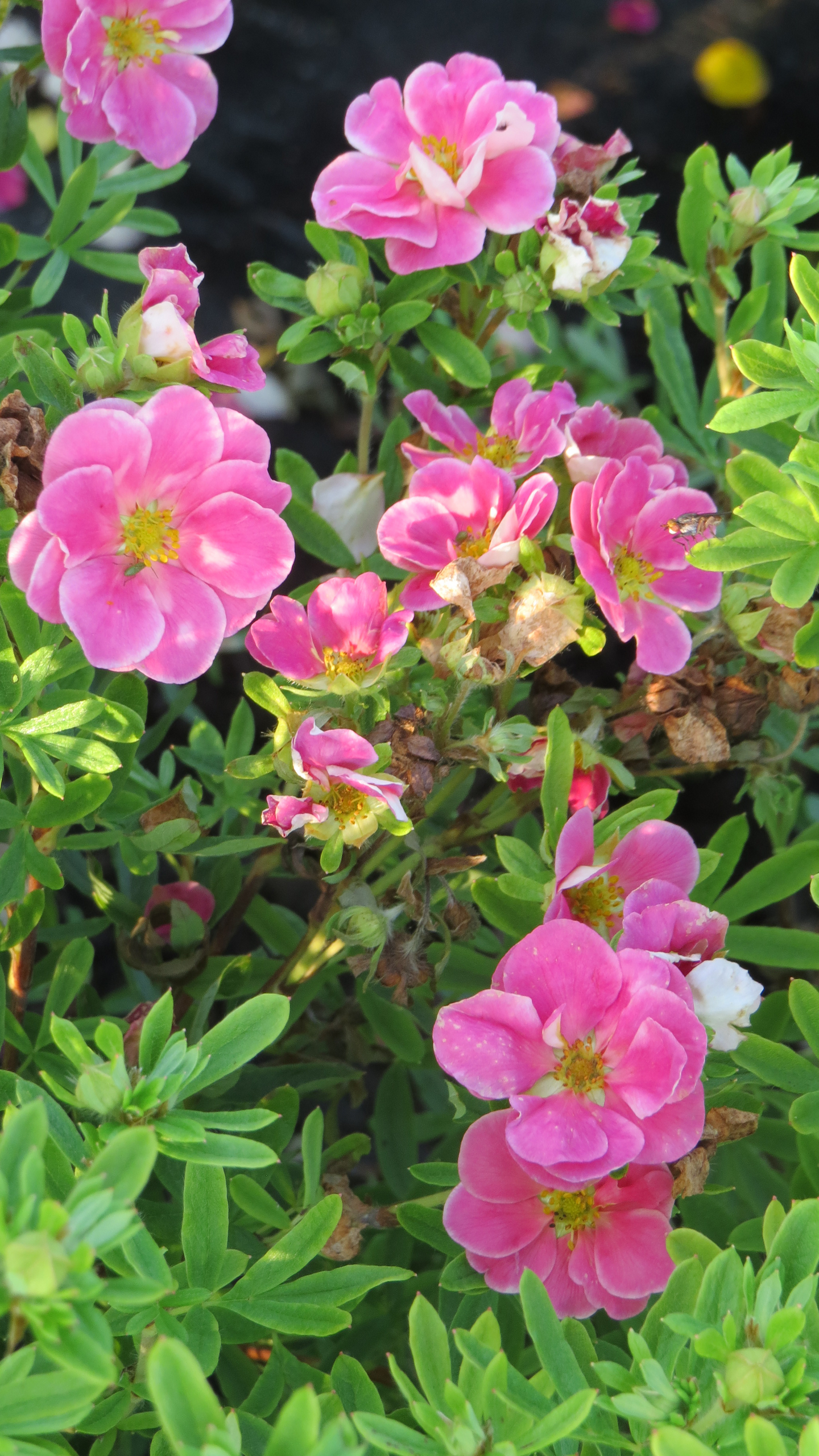 Pensashanhikki Dasiphora fruticosa Pink paradise 3l astia