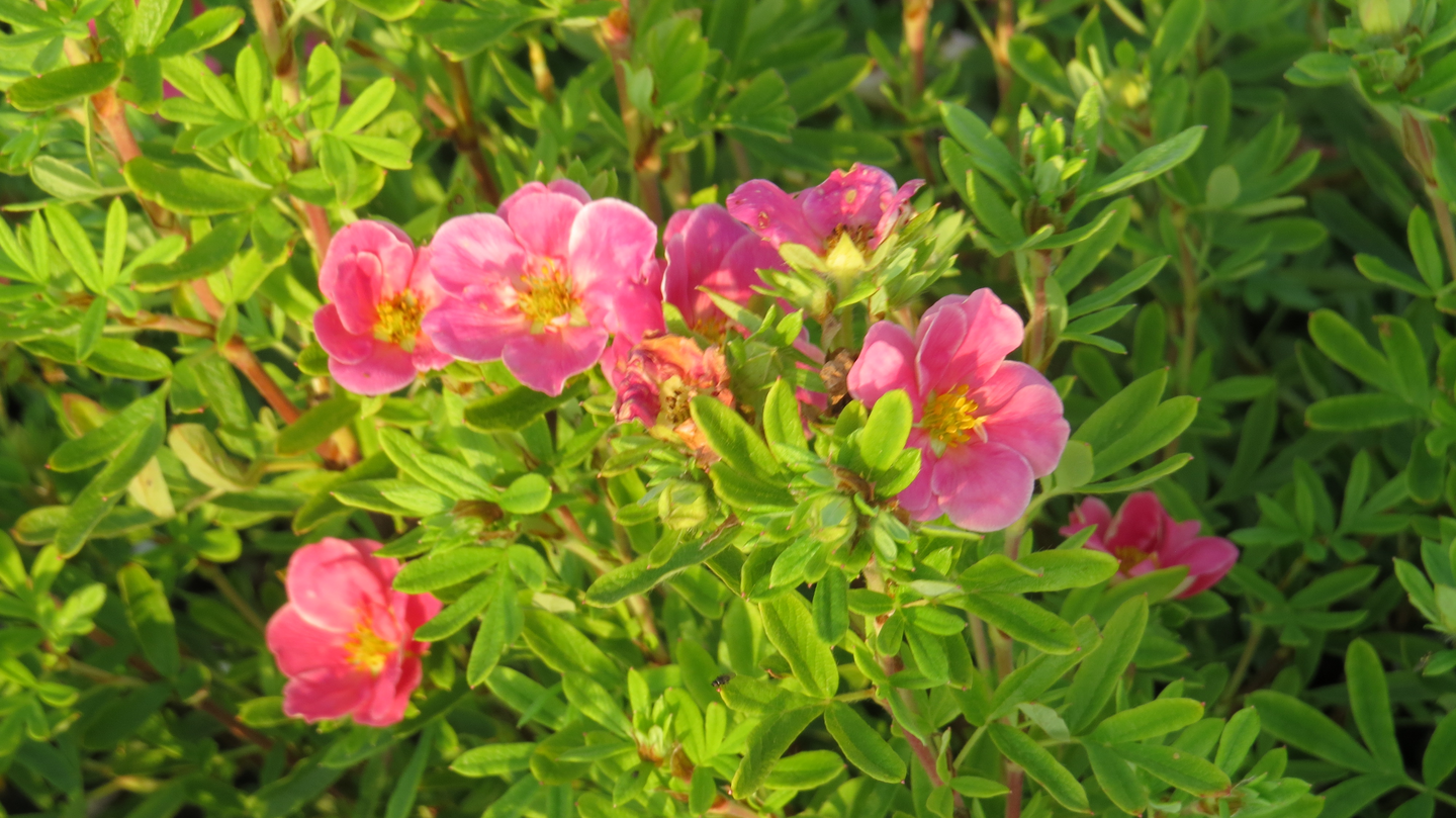 Pensashanhikki Dasiphora fruticosa Pink paradise 3l astia