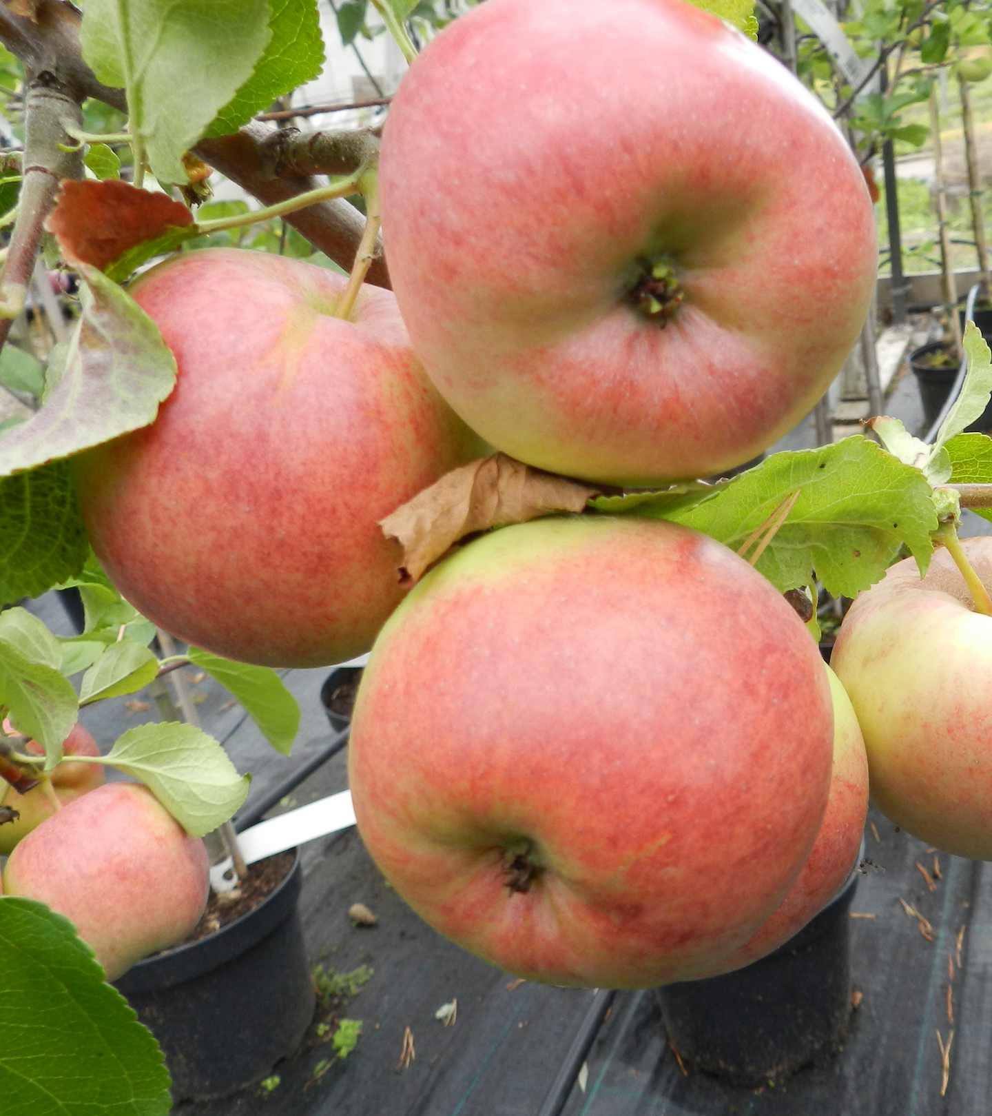 Omena Malus domestica Kymppitonni 7,5l astia