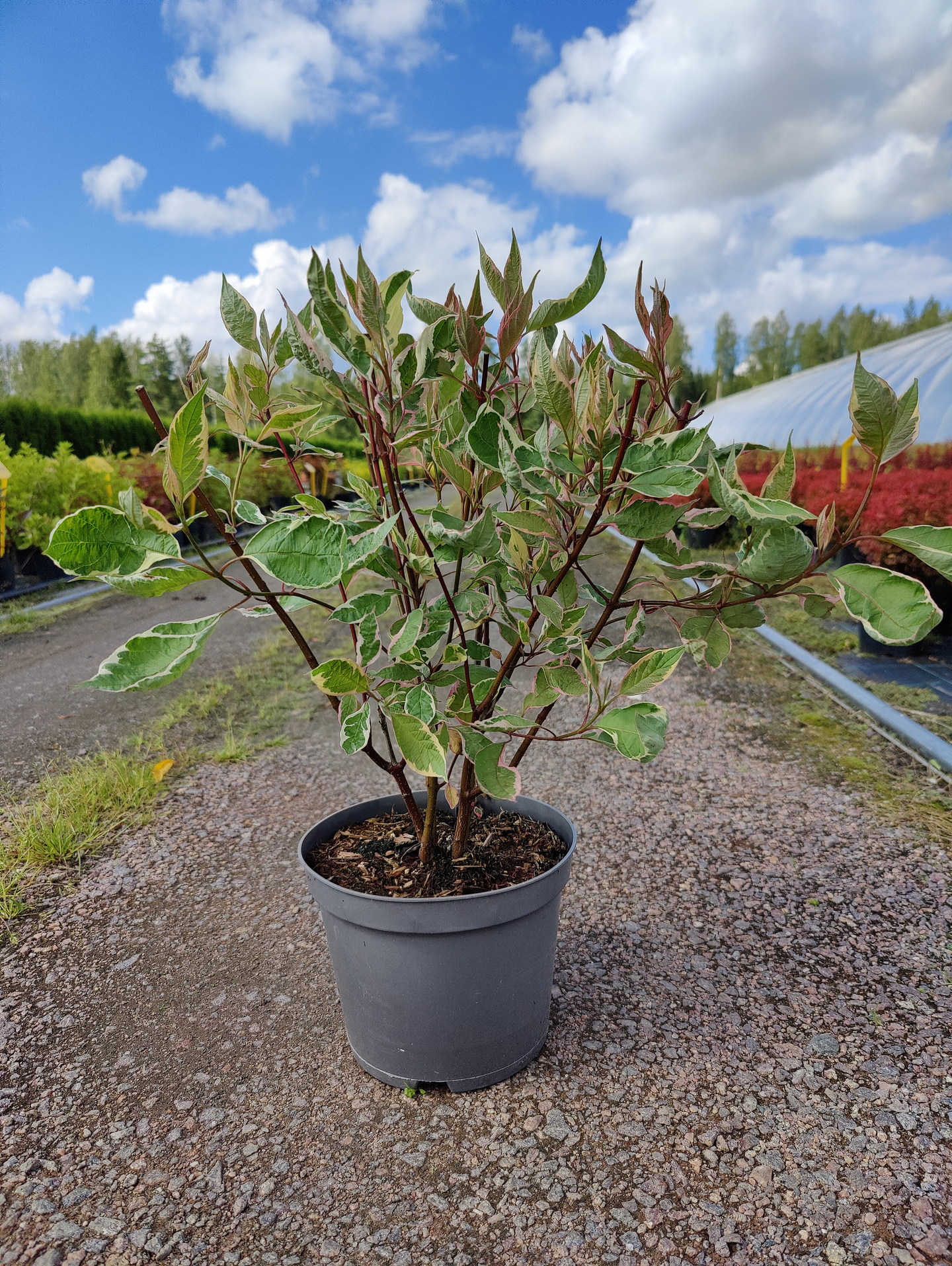 Pensaskanukka Cornus alba Miracle 3l astia