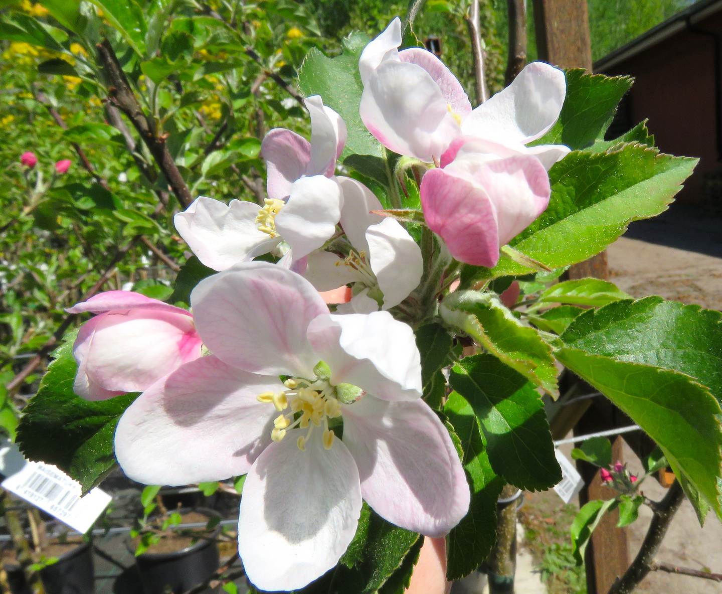 Omena Malus domestica Kymppitonni 7,5l astia