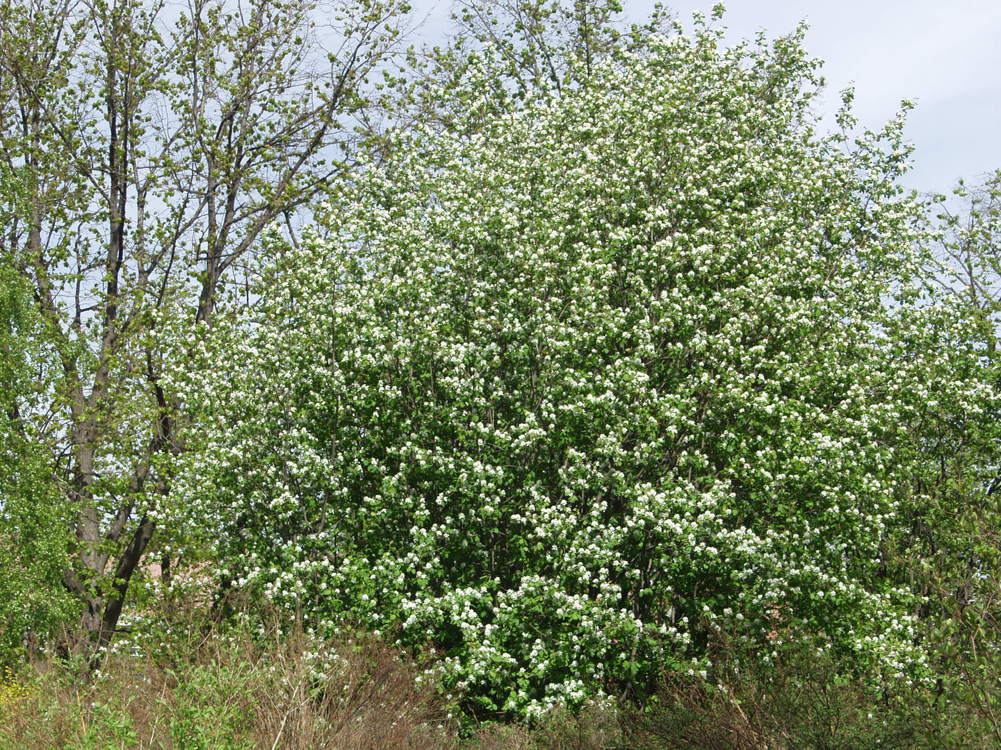Marjatuomipihlaja Amelanchier alnifolia aita 1,5l astia