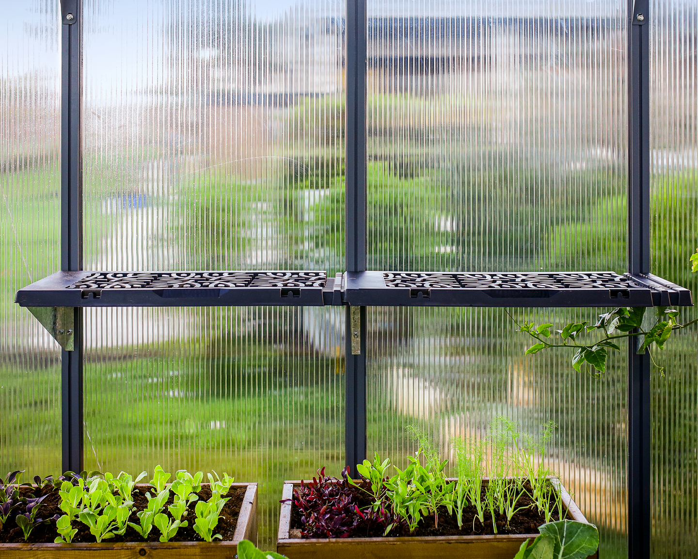 Hylly kasvihuoneeseen Canopia 4kpl