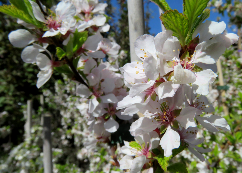Makeakirsikka Prunus avium Meelika 7,5l astia