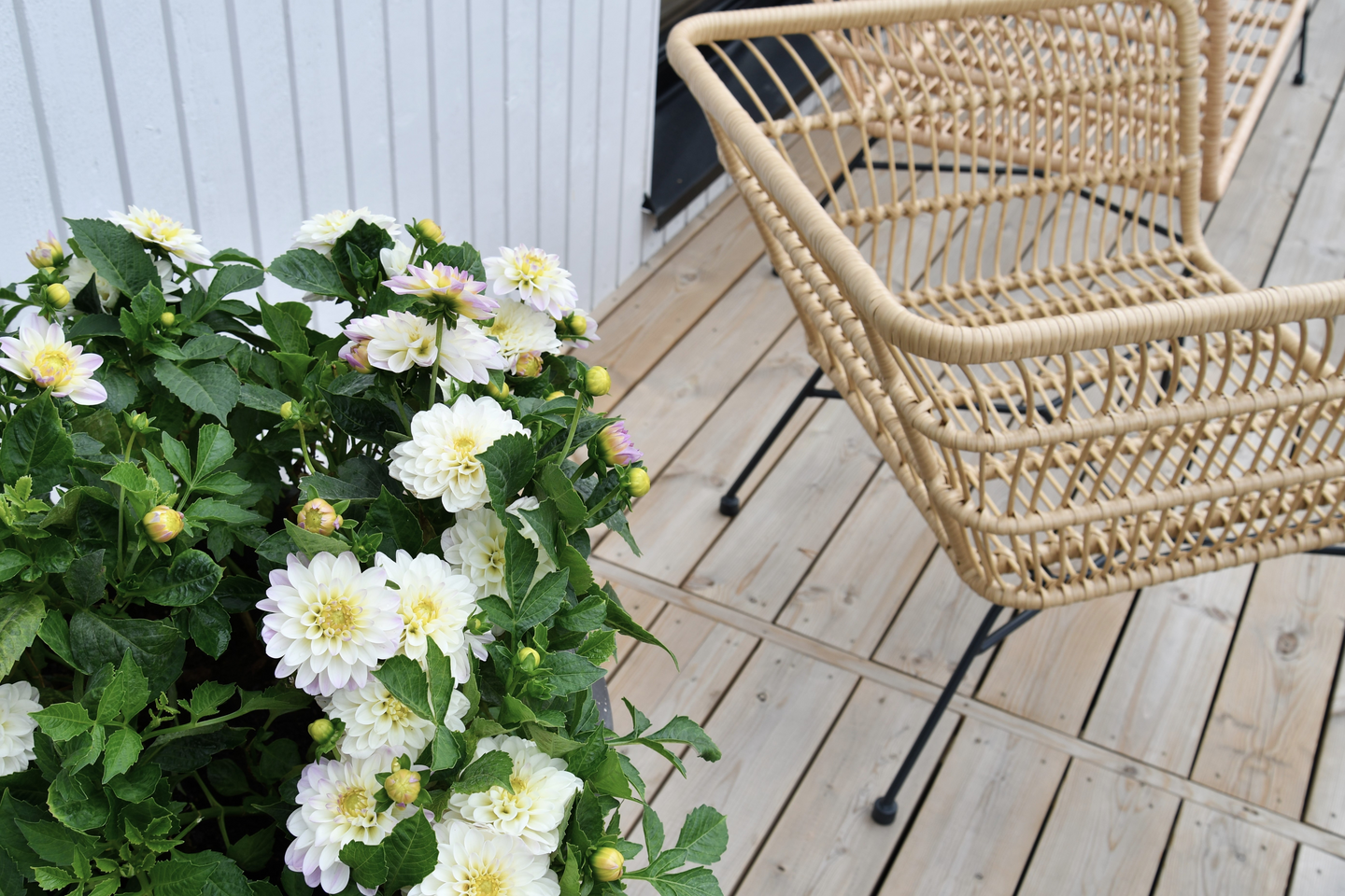 Uula Puuöljy väritön 0,9L