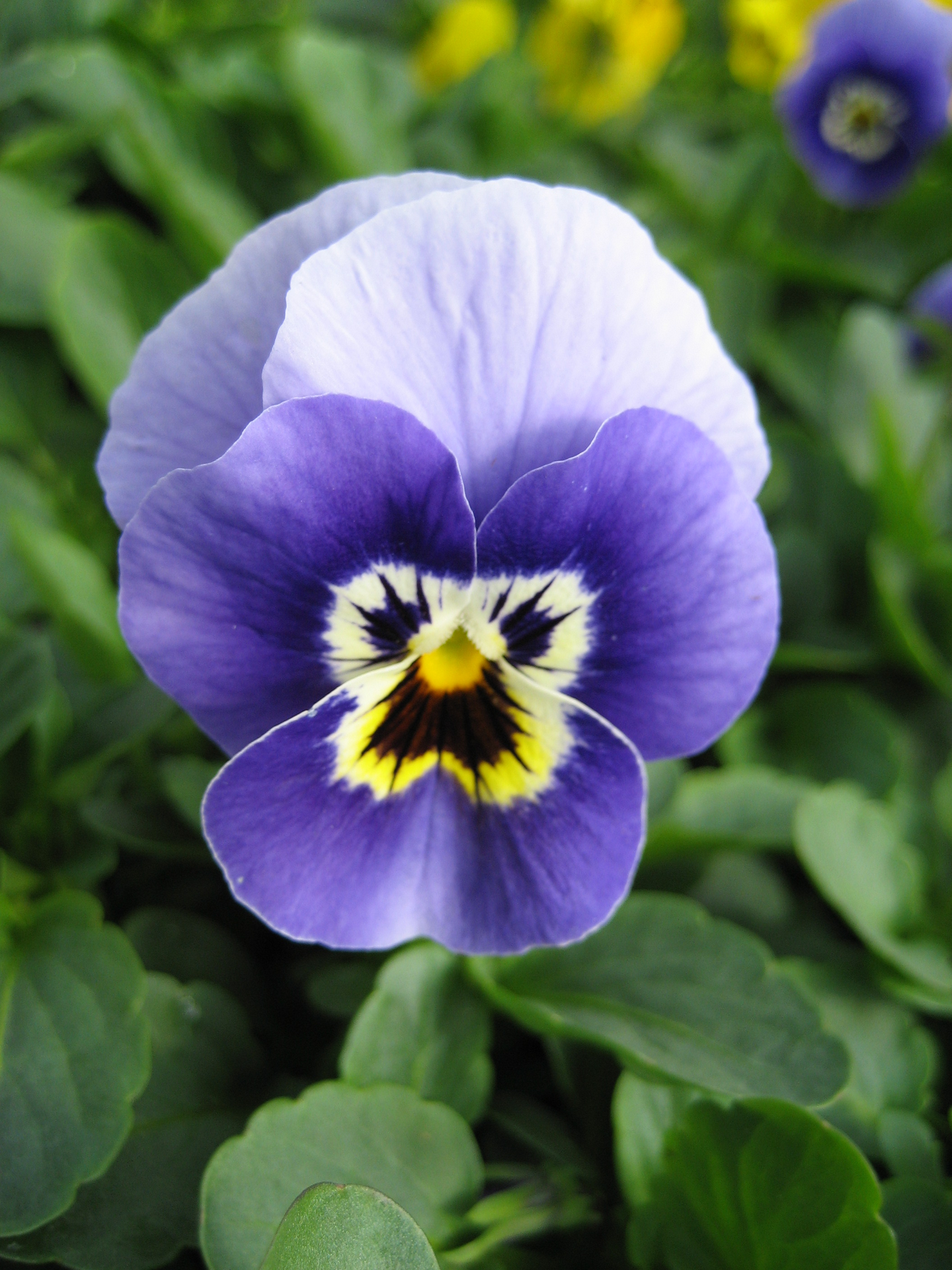 Orvokki amppeli 19cm mix