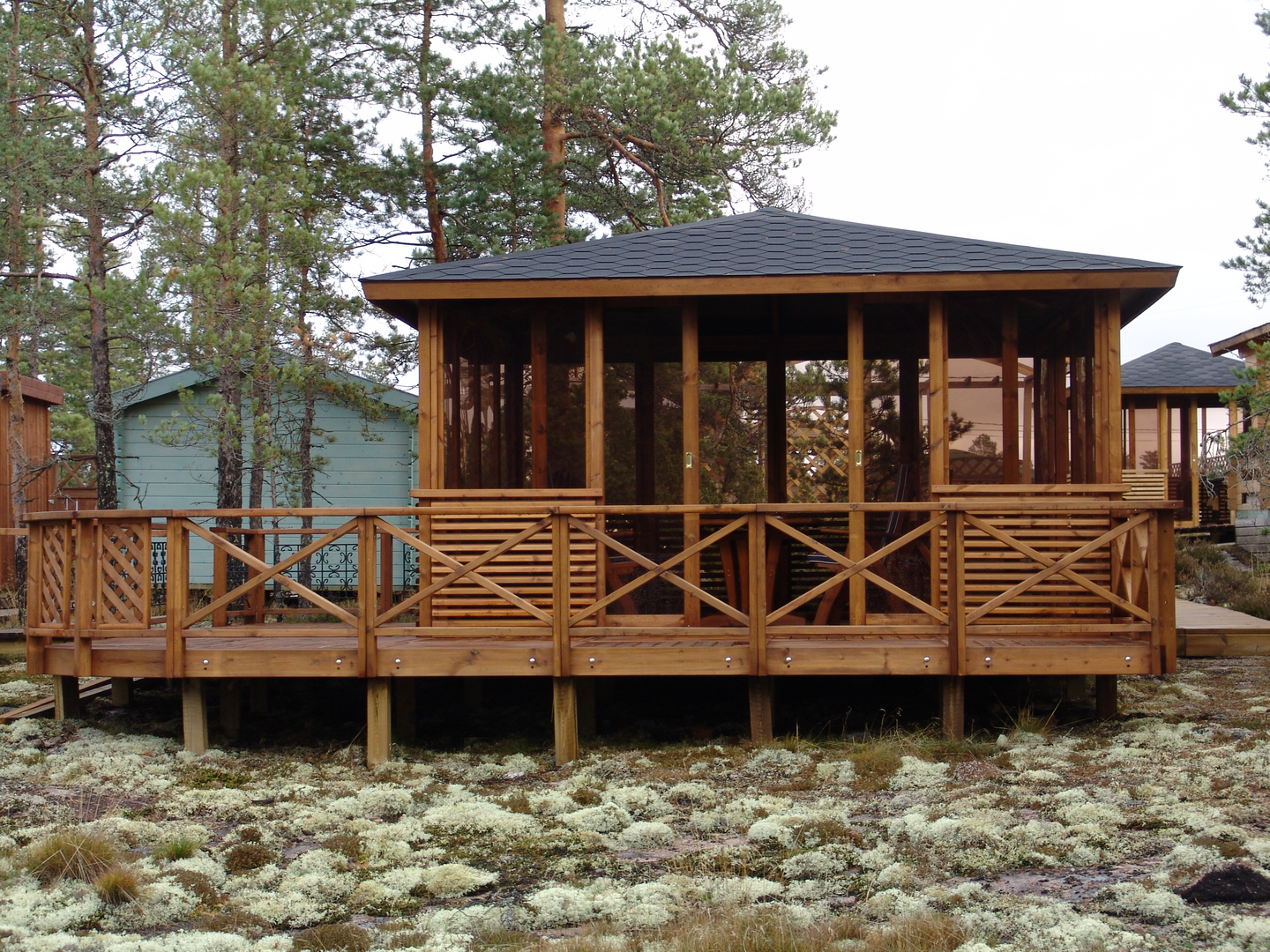 Ristikkopuu Tammiston Puu t06r