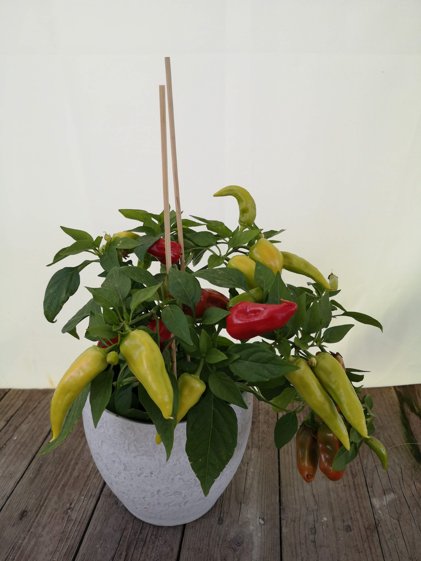 Chili lajitelma 12cm ruukku