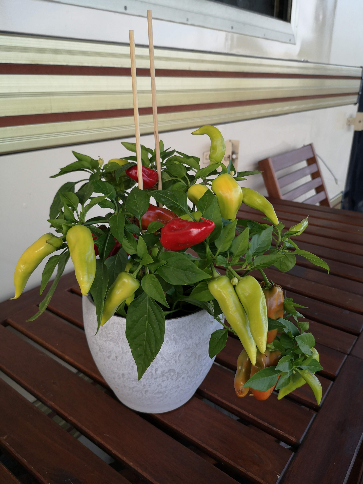 Chili lajitelma 12cm ruukku