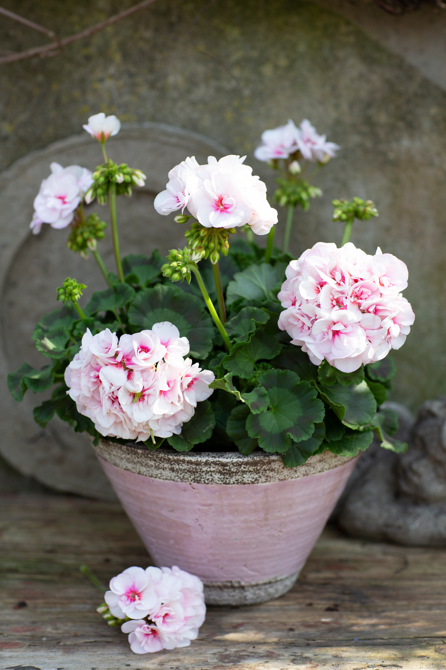 Vanhanajan pelargoni mix 13cm ruukku