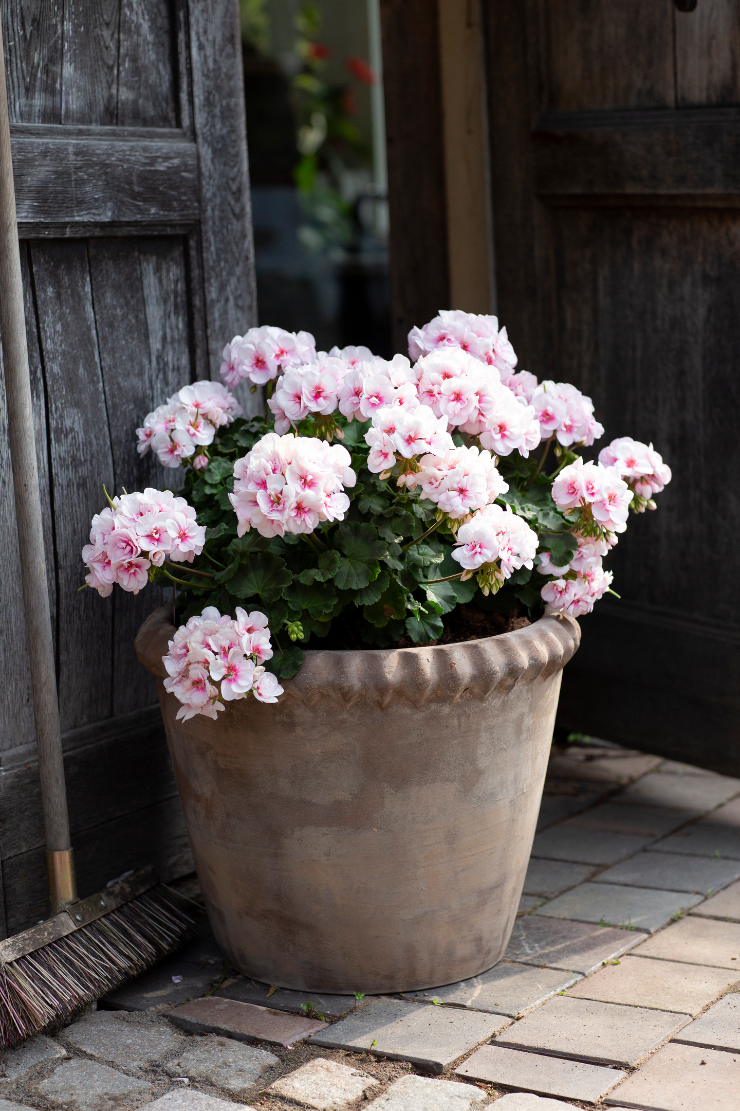 Vanhanajan pelargoni mix 13cm ruukku