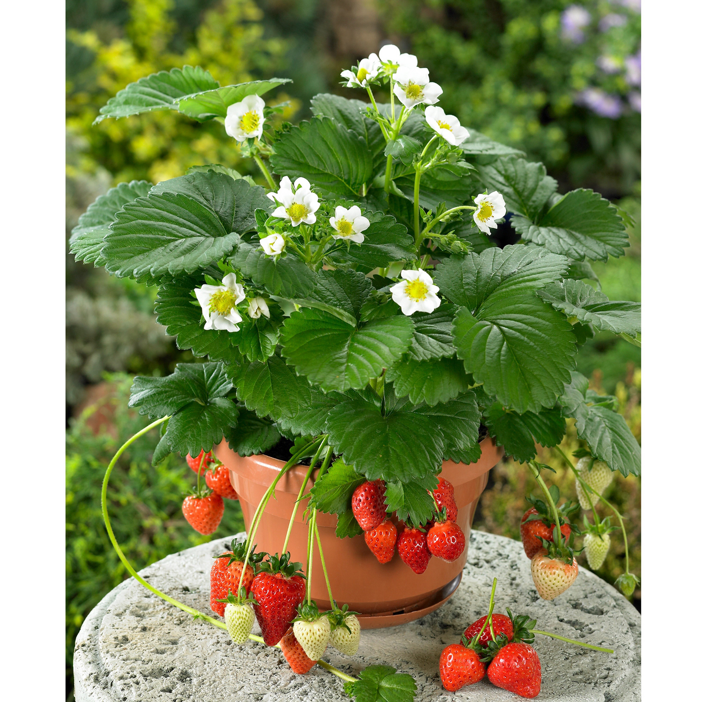 Mansikka-amppeli 23cm