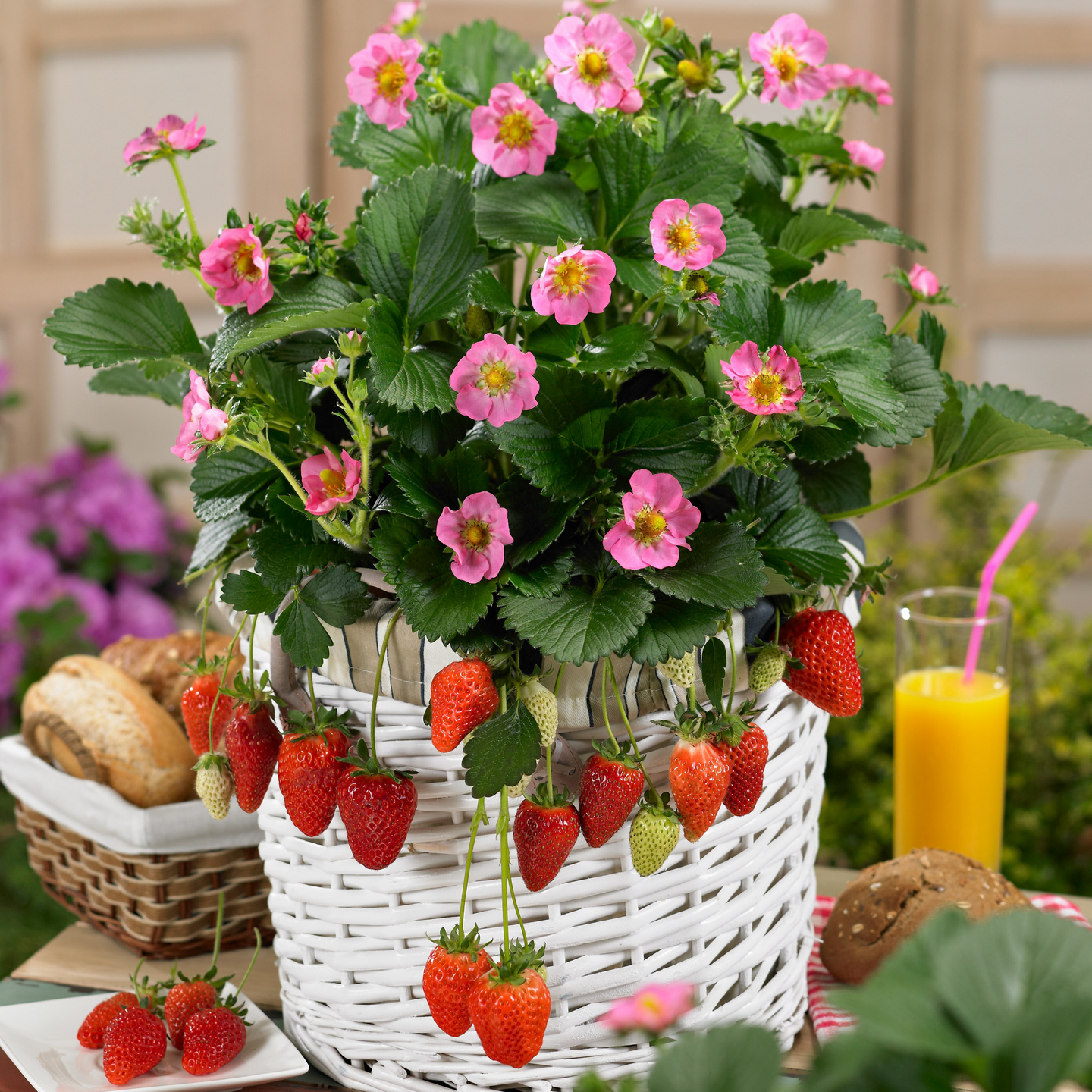 Mansikka-amppeli 23cm