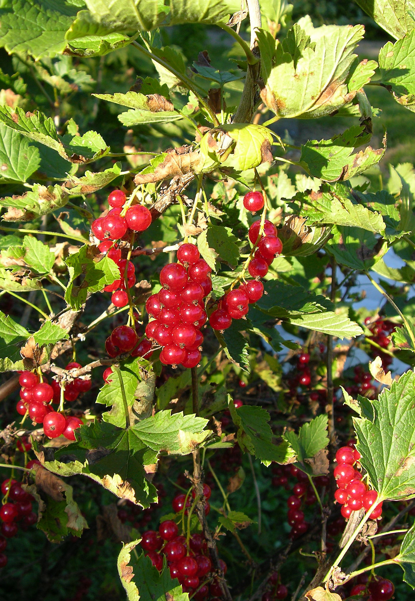 Punaherukka Ribes Katri 3l astia