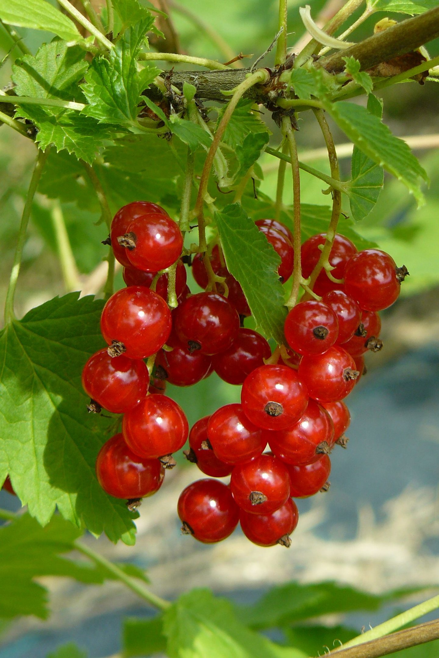 Punaherukka Ribes Katri 3l astia