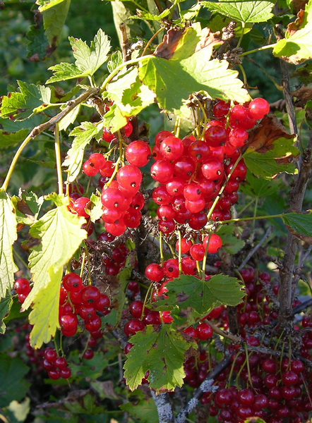 Punaherukka Ribes Katri 3l astia