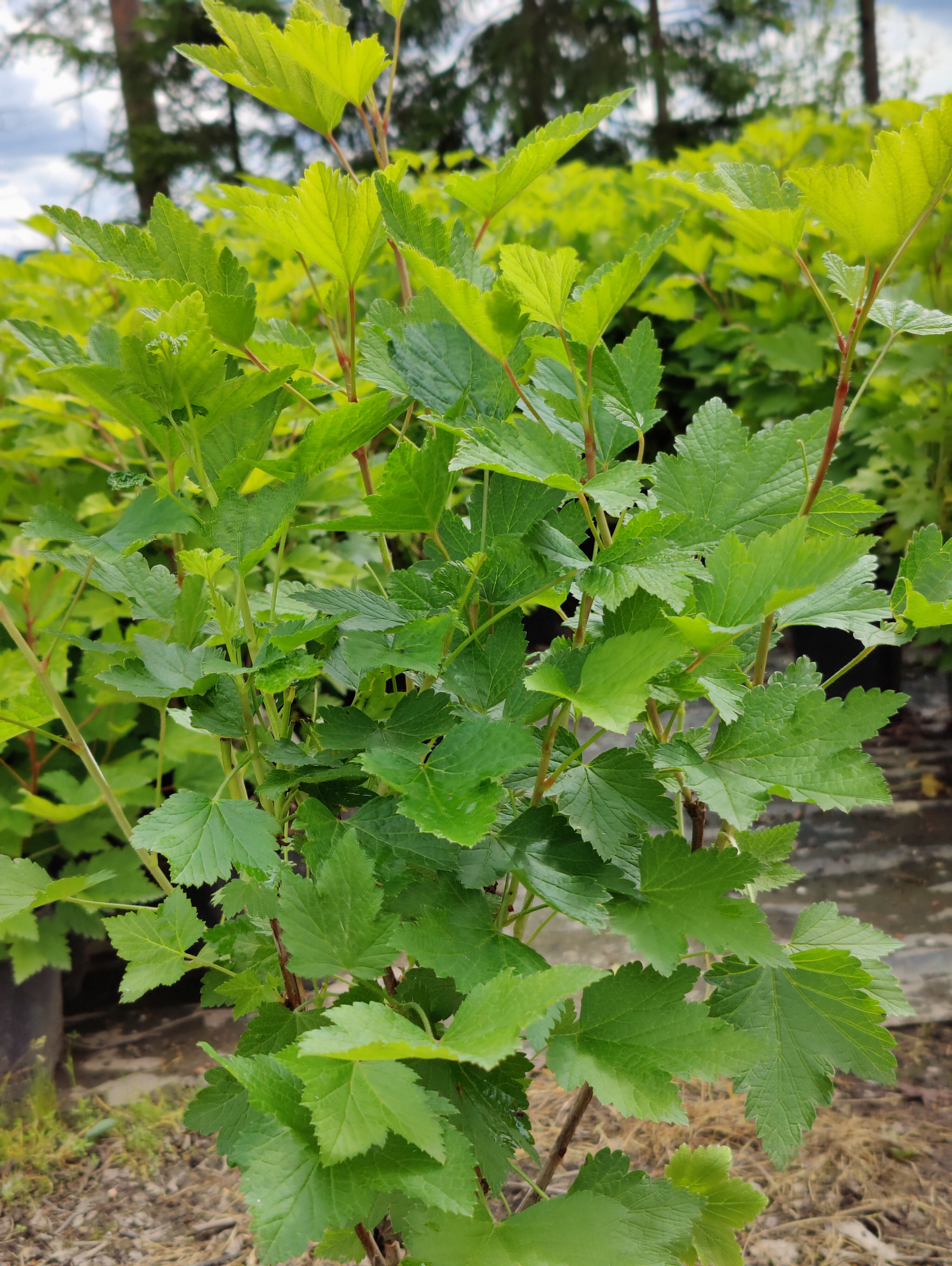 Punaherukka Ribes Katri 3l astia