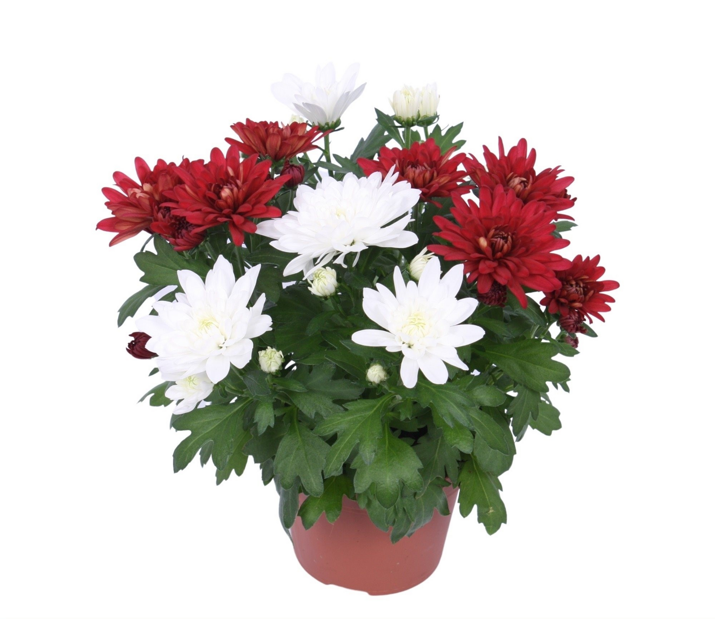 Krysanteemi kaksivärinen 12cm ruukku